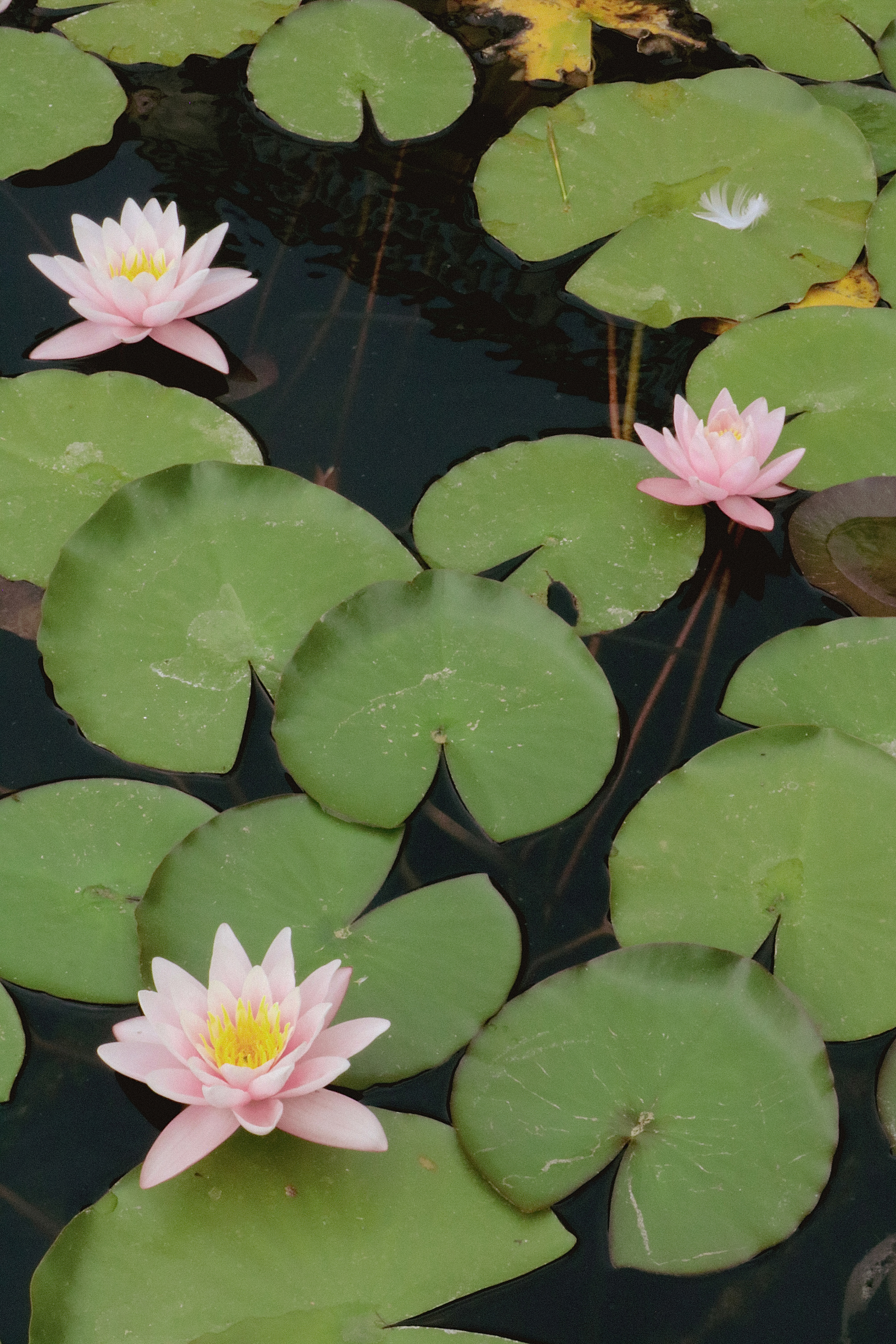 PALAZZO REALE, GENOA