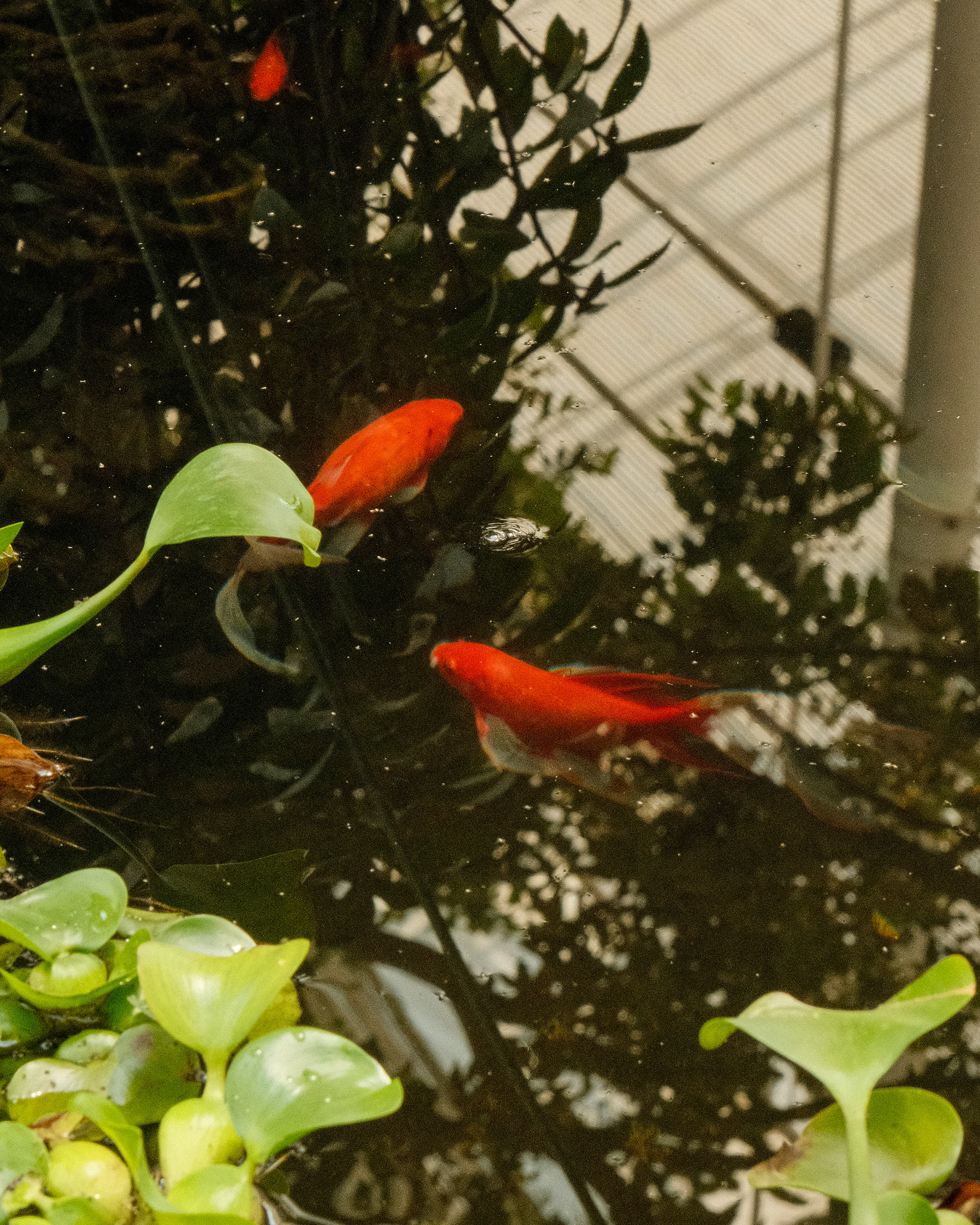 KOI FISH POND, CHANGDEOKGUNG PALACE