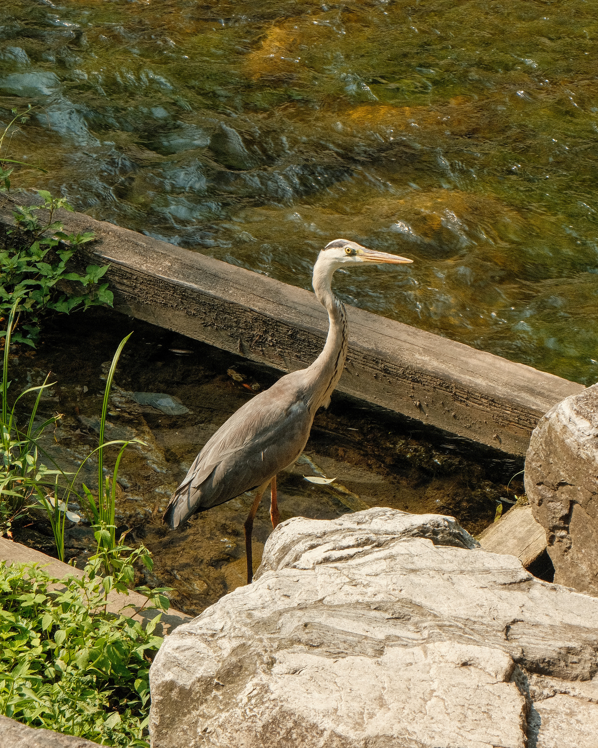 CHONGGYECHEON STREAM