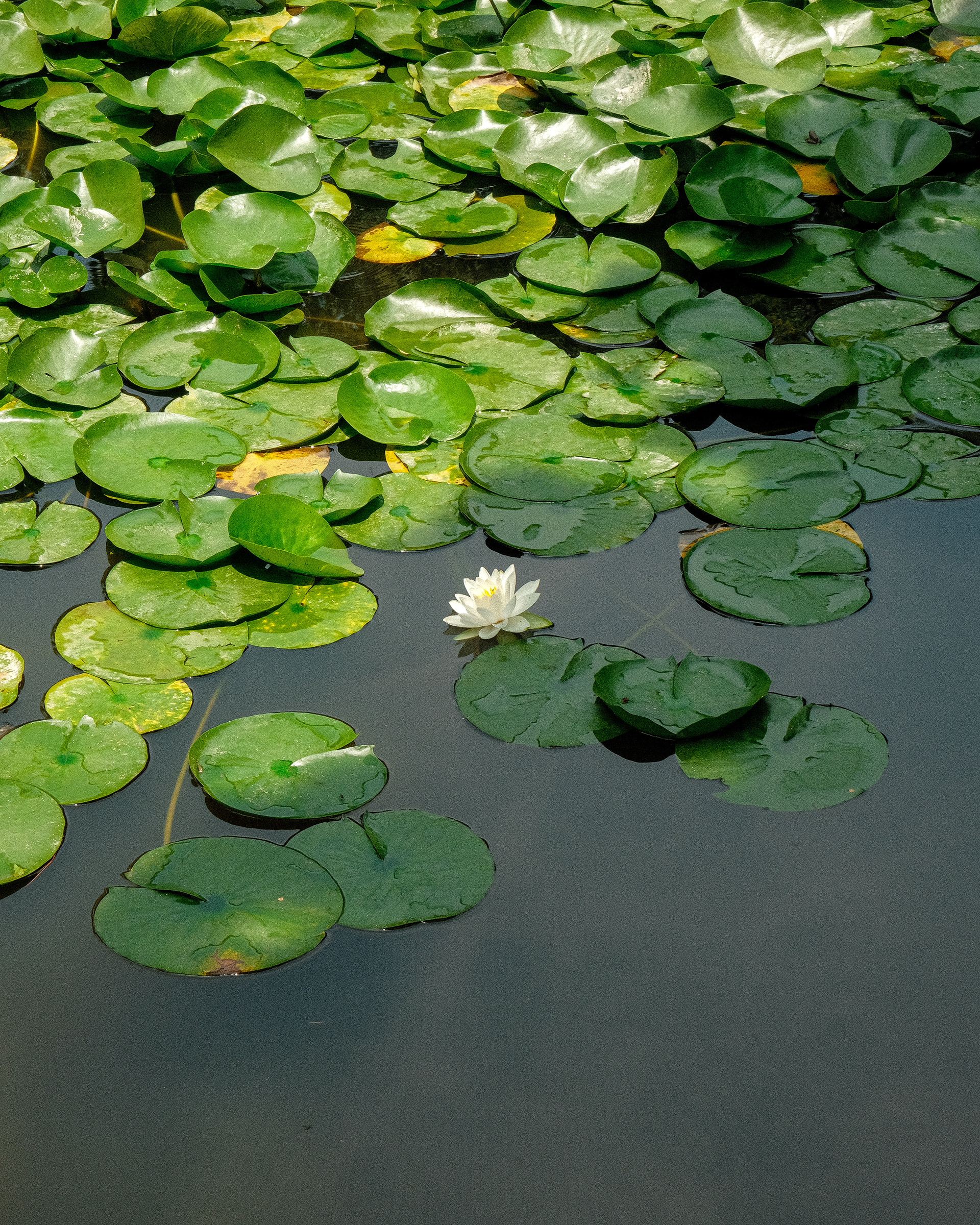 SECRET GARDEN, CHANGDEOKGUNG PALACE