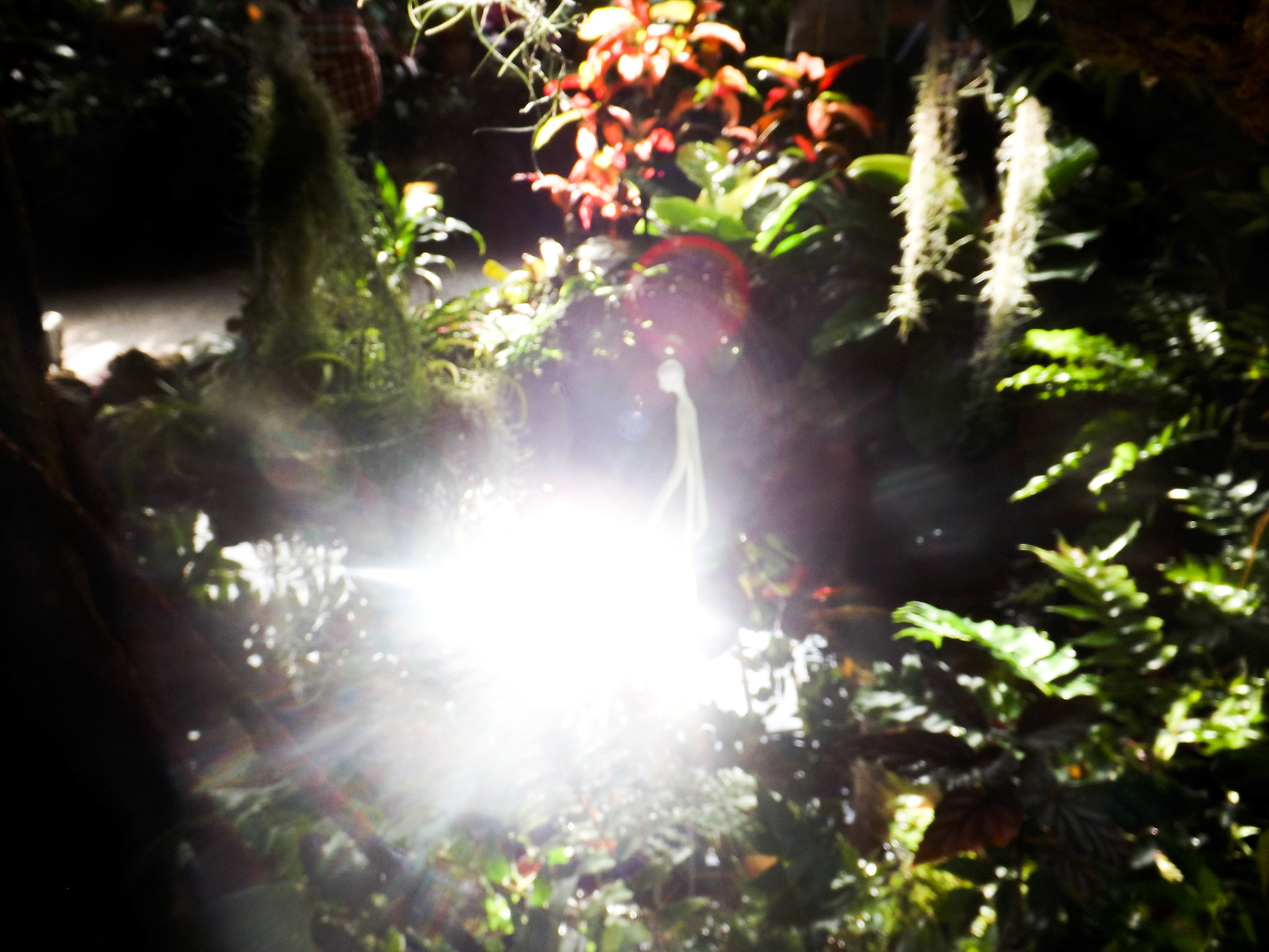 Phipps Conservatory