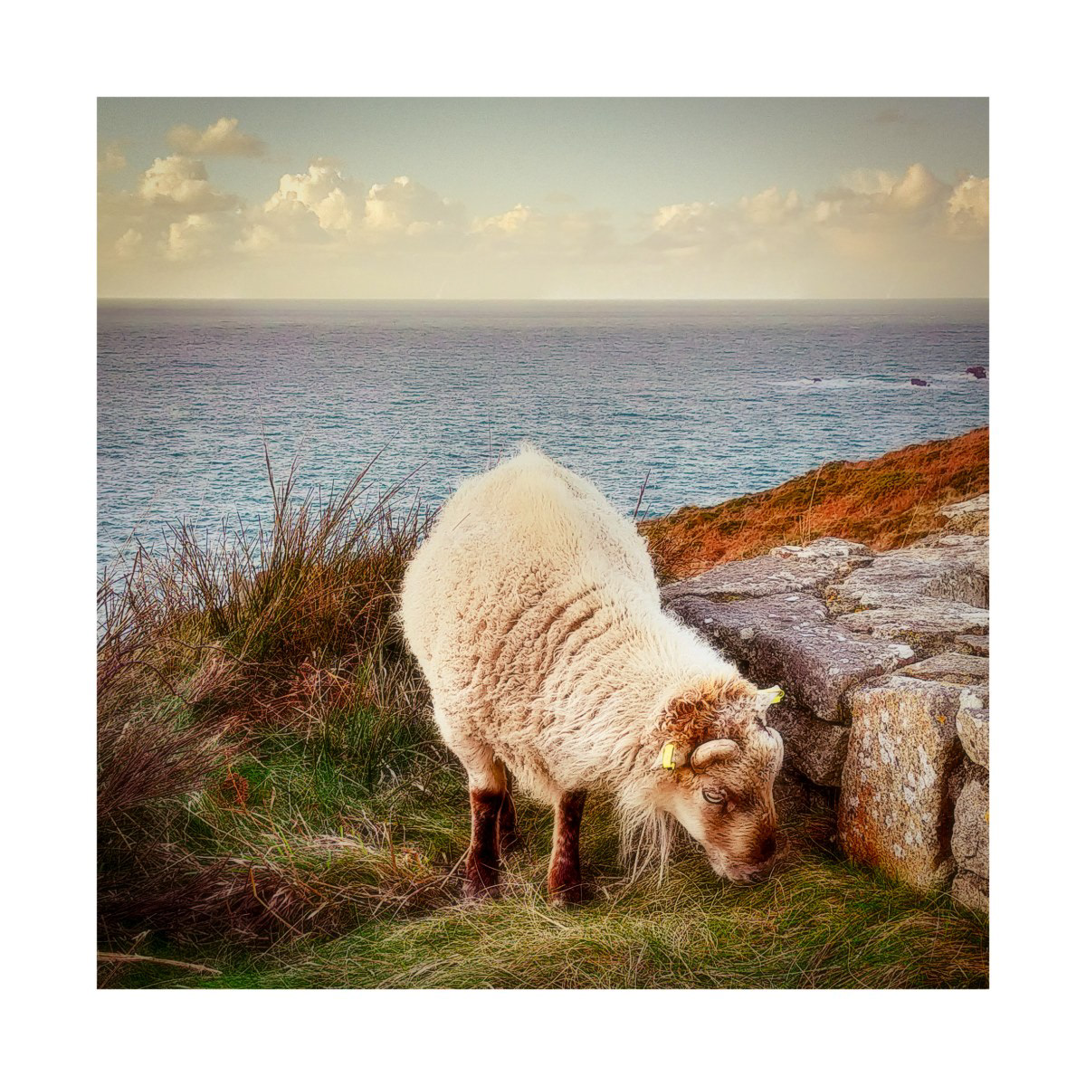 Réserve Naturel Cap Sizun - Goulien