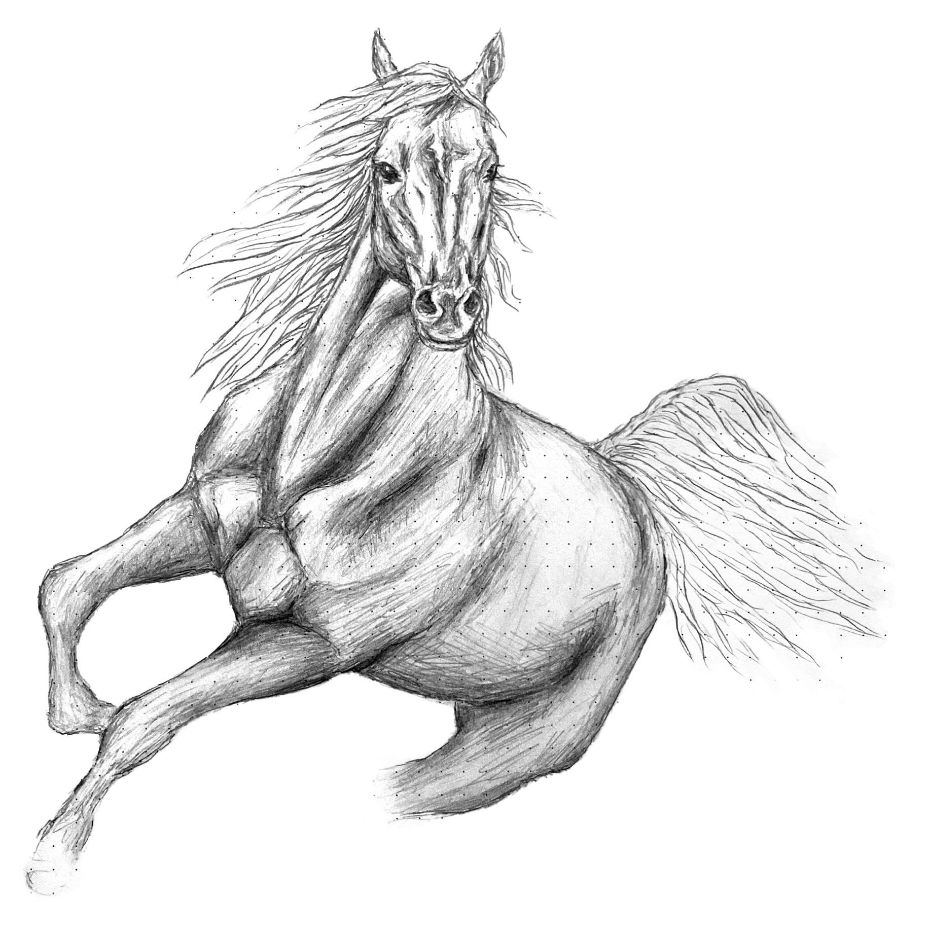 Galoppierendes Pferd