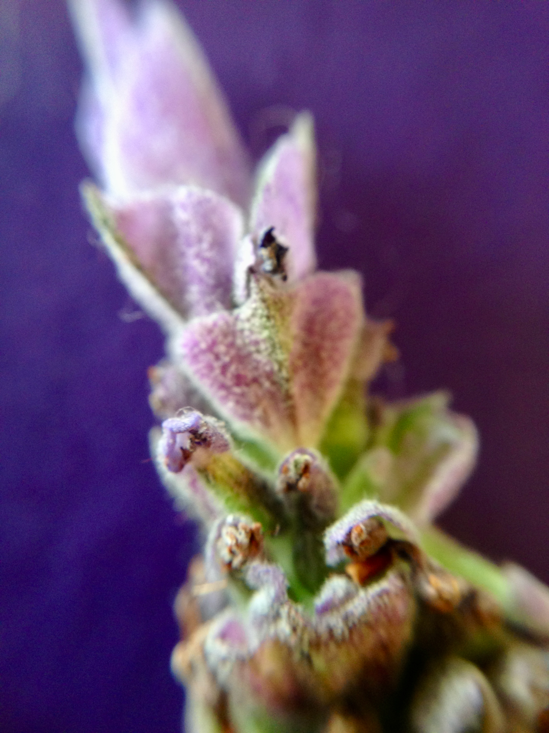 Lavender 
