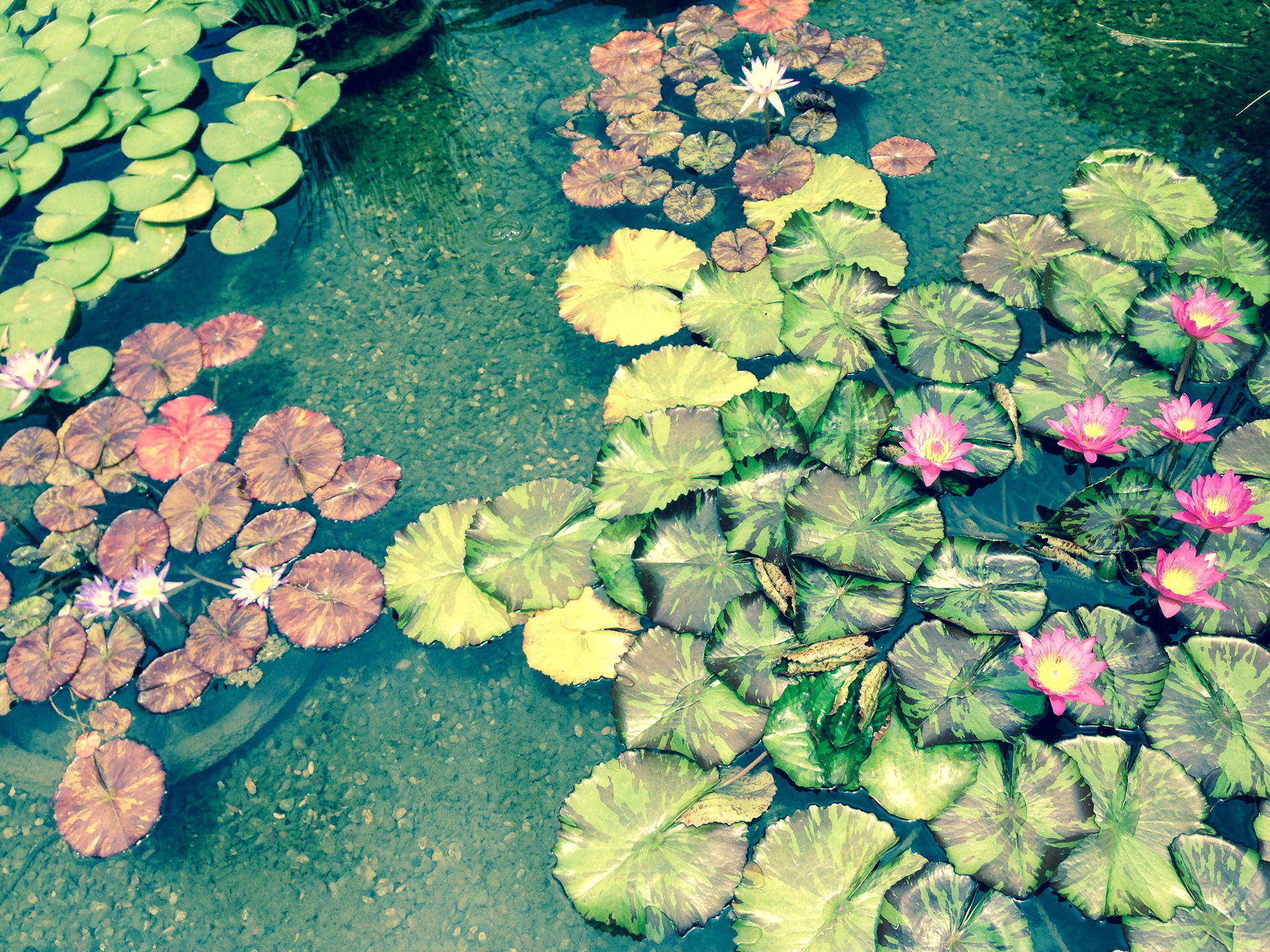 Water Lillies