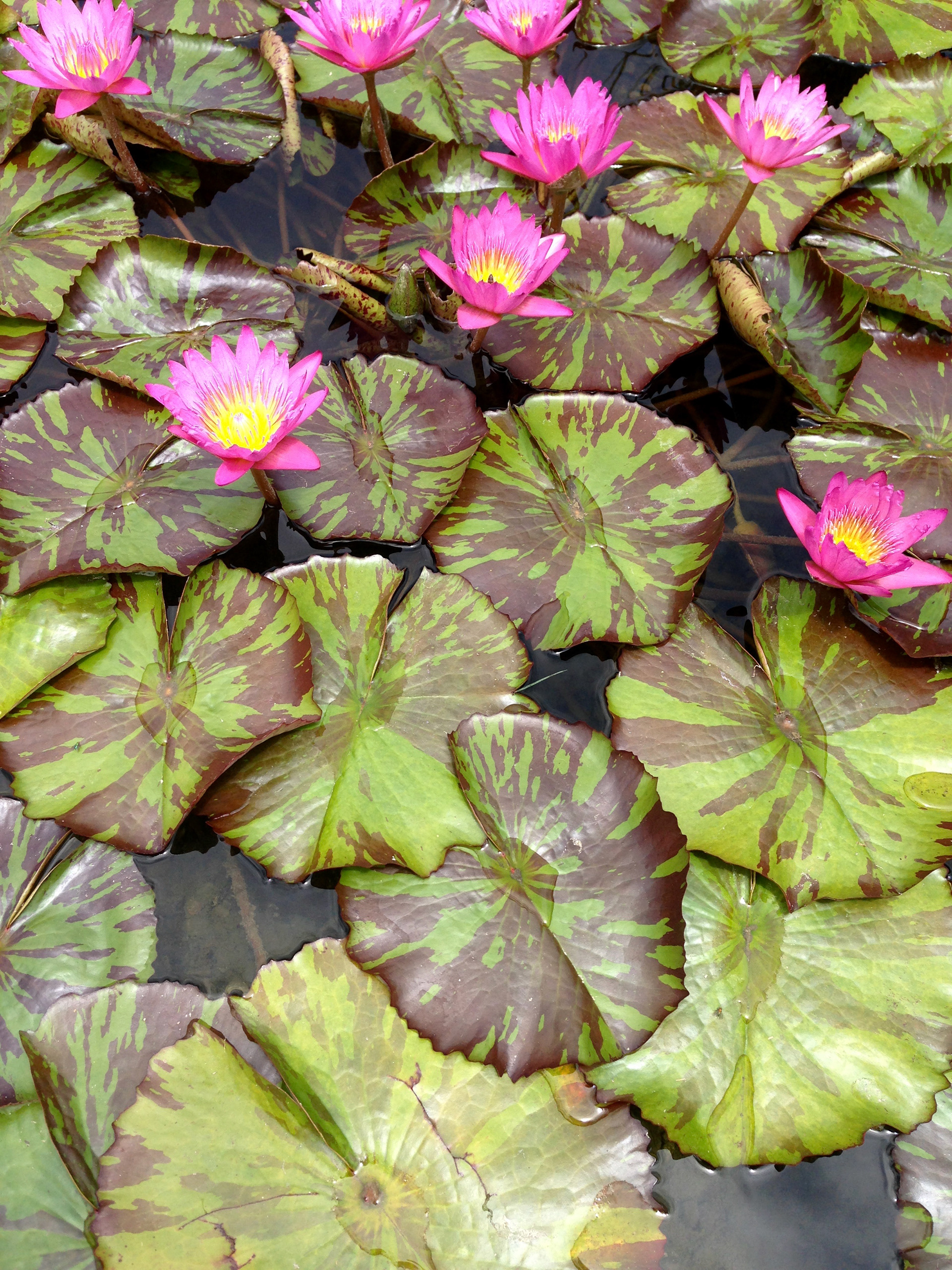 Water Lillies