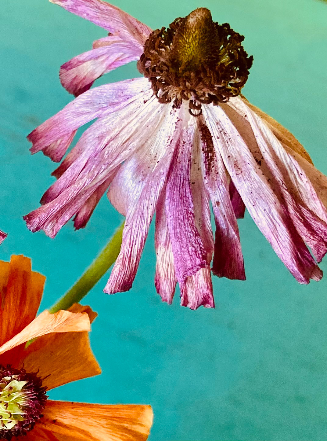 Dried Flowers