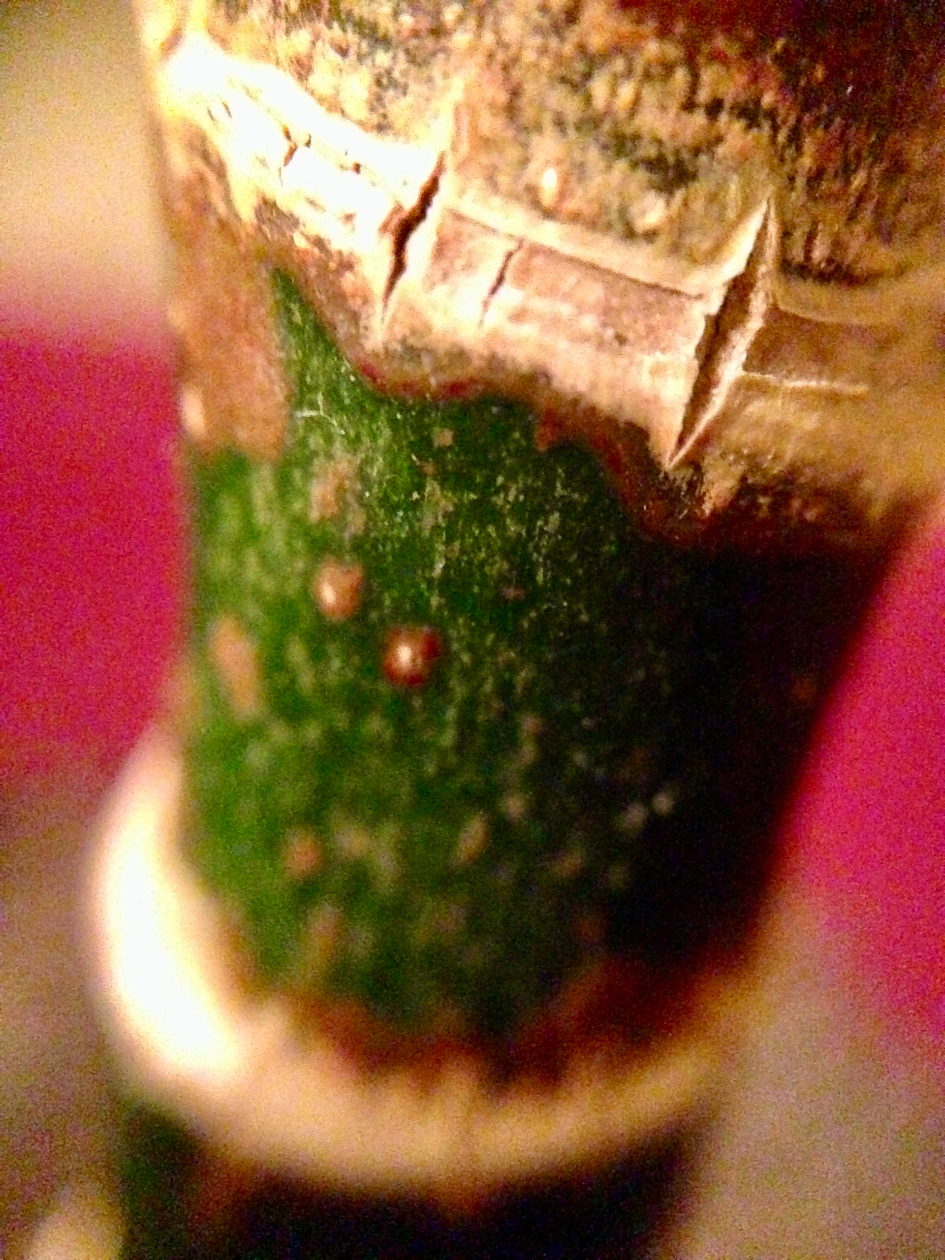 Flower Stem