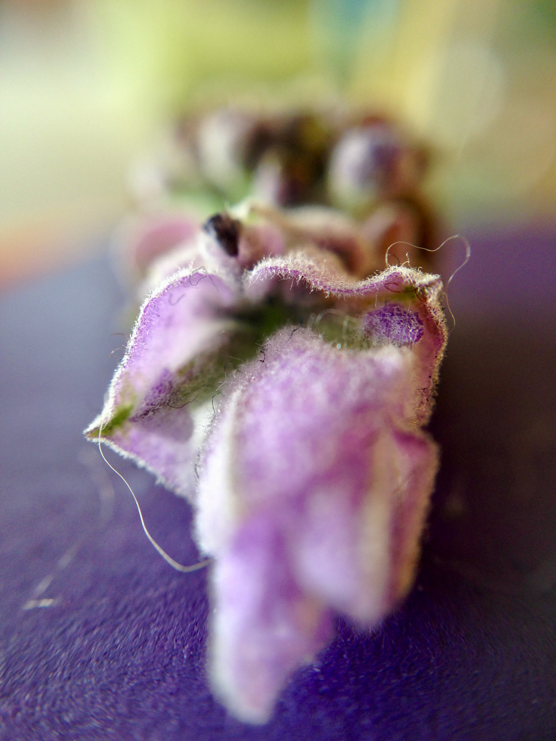 Lavender