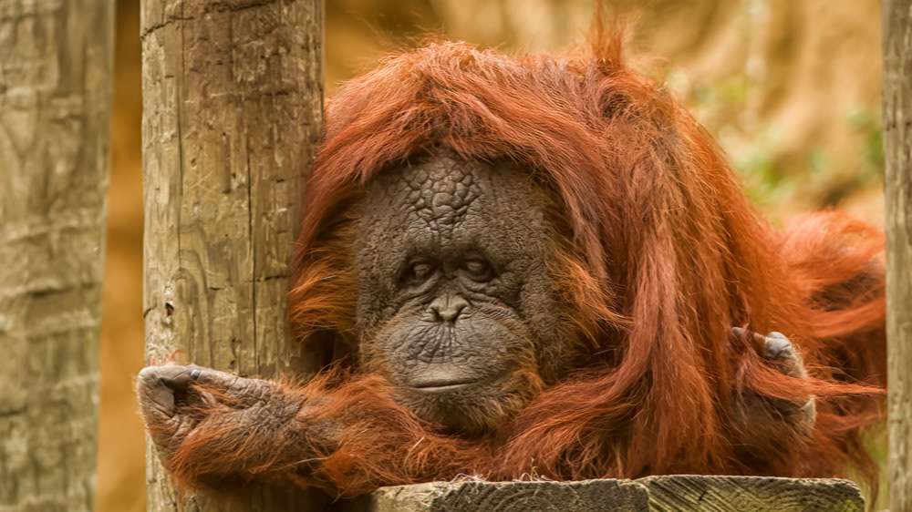 Orangutan, Houston Zoo