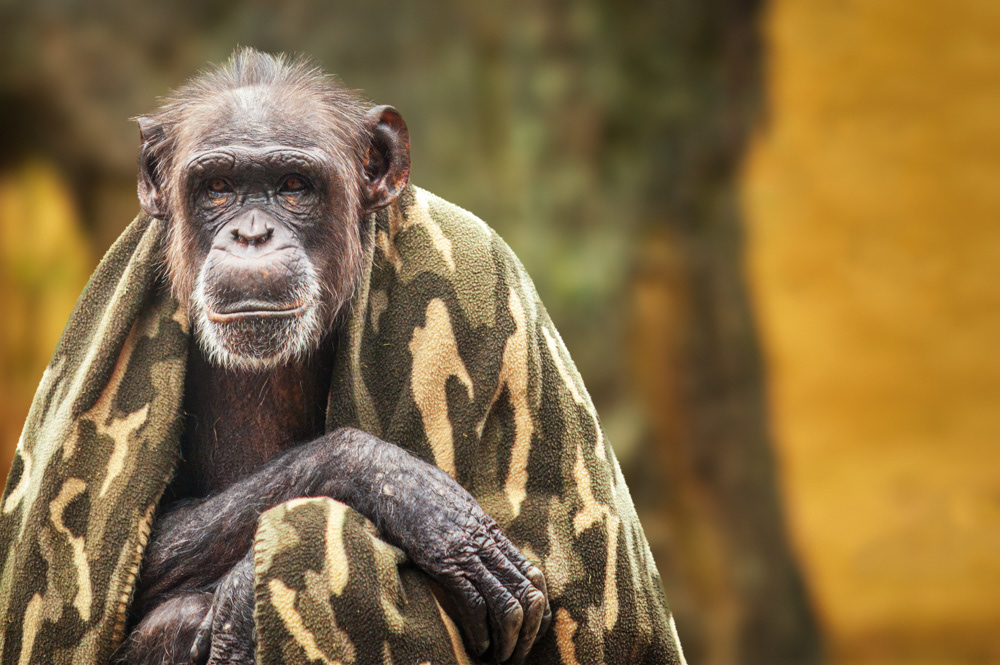 Chimpanzee, Houston Zoo