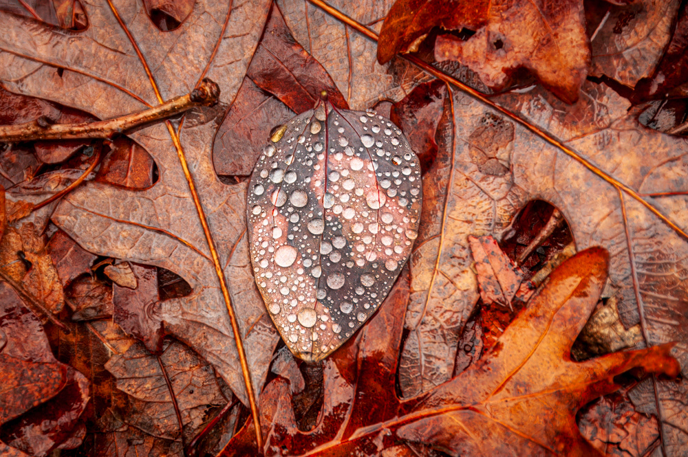 Lake Catherine State Park