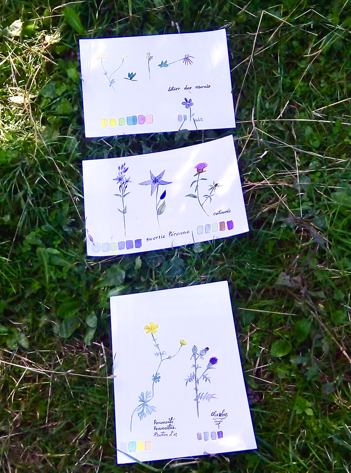 Aquarelles botaniques