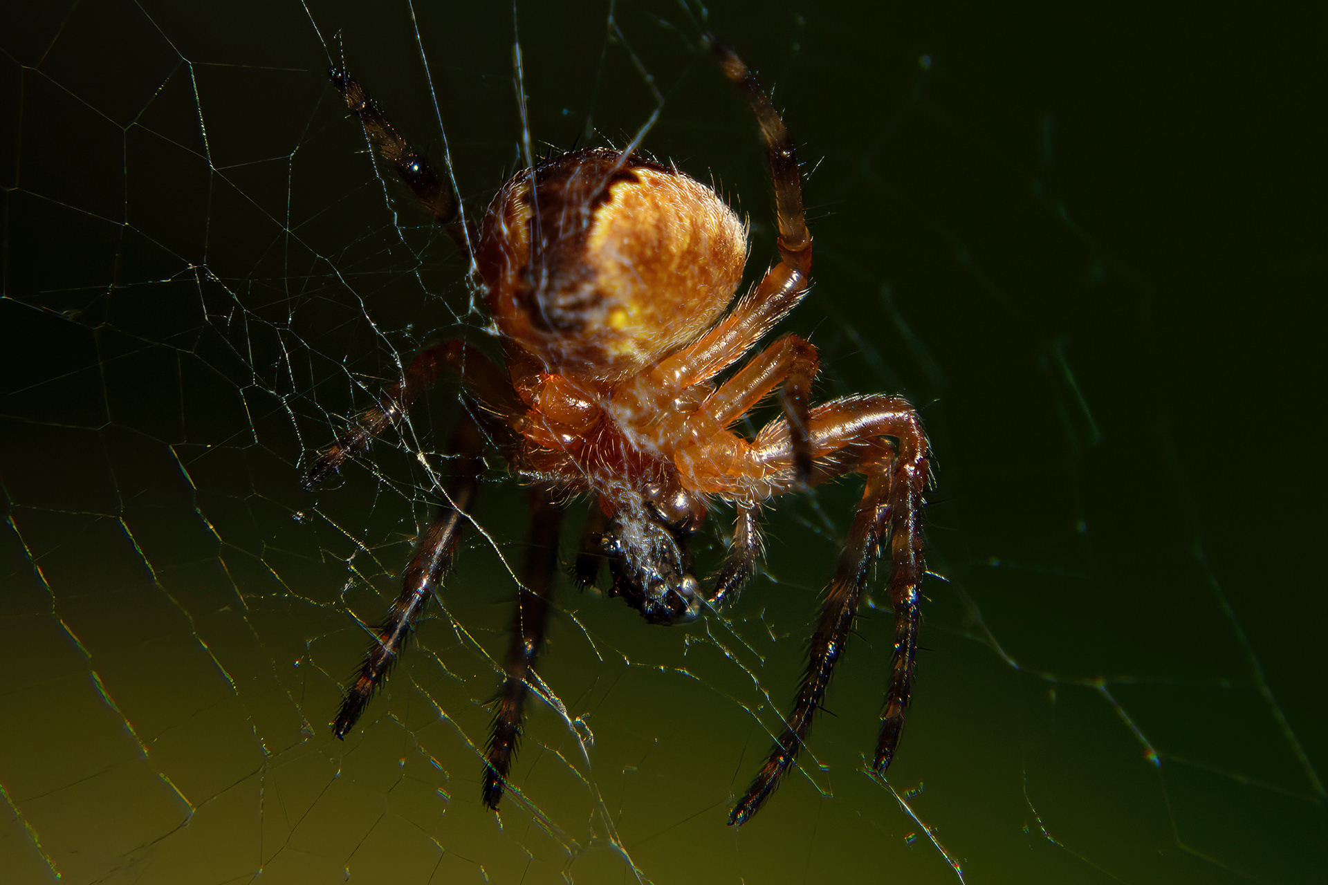 Spider Having Lunch