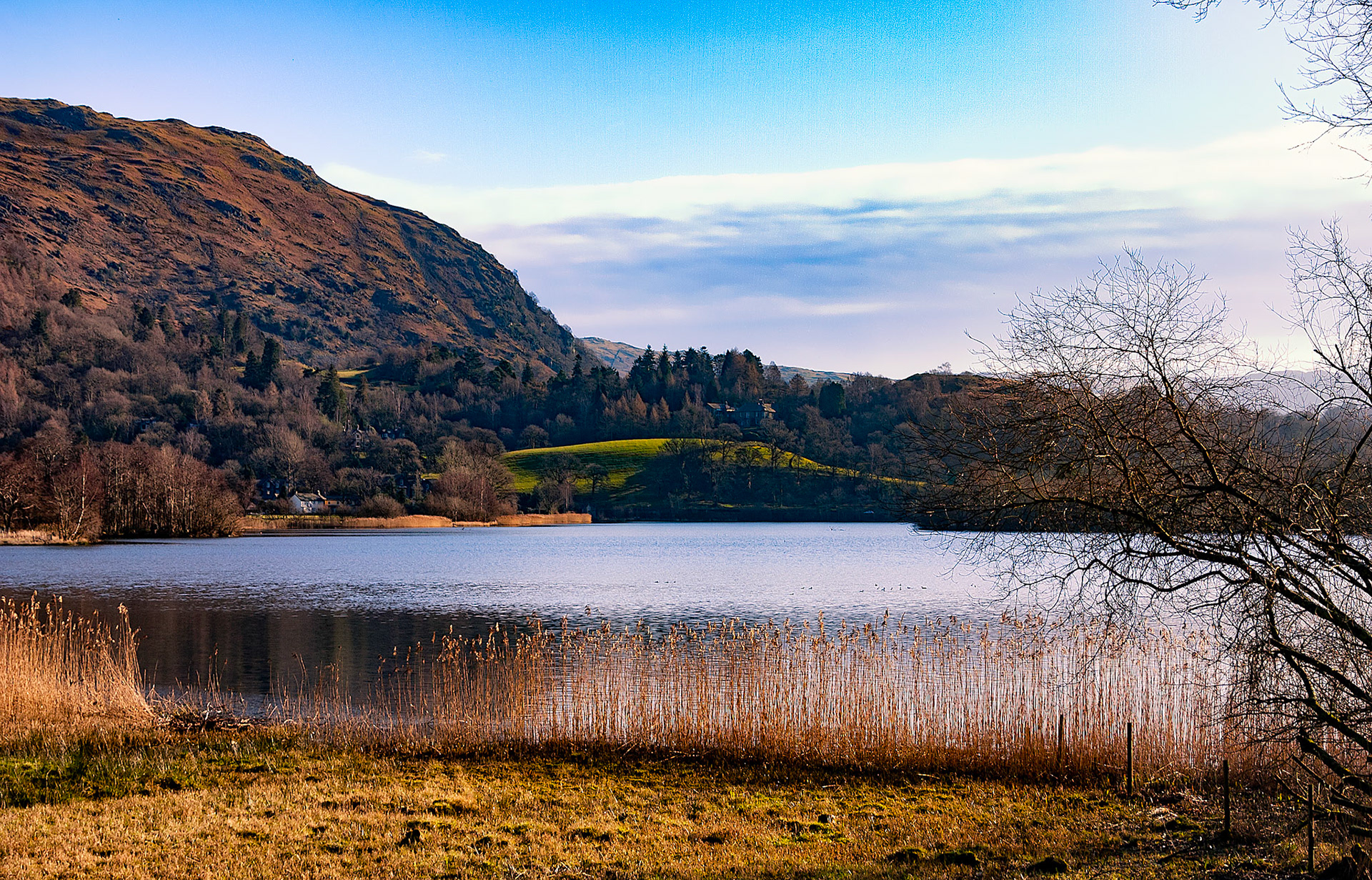 Reed beds on the shore of Grasmere Lake, Cumbria, UK