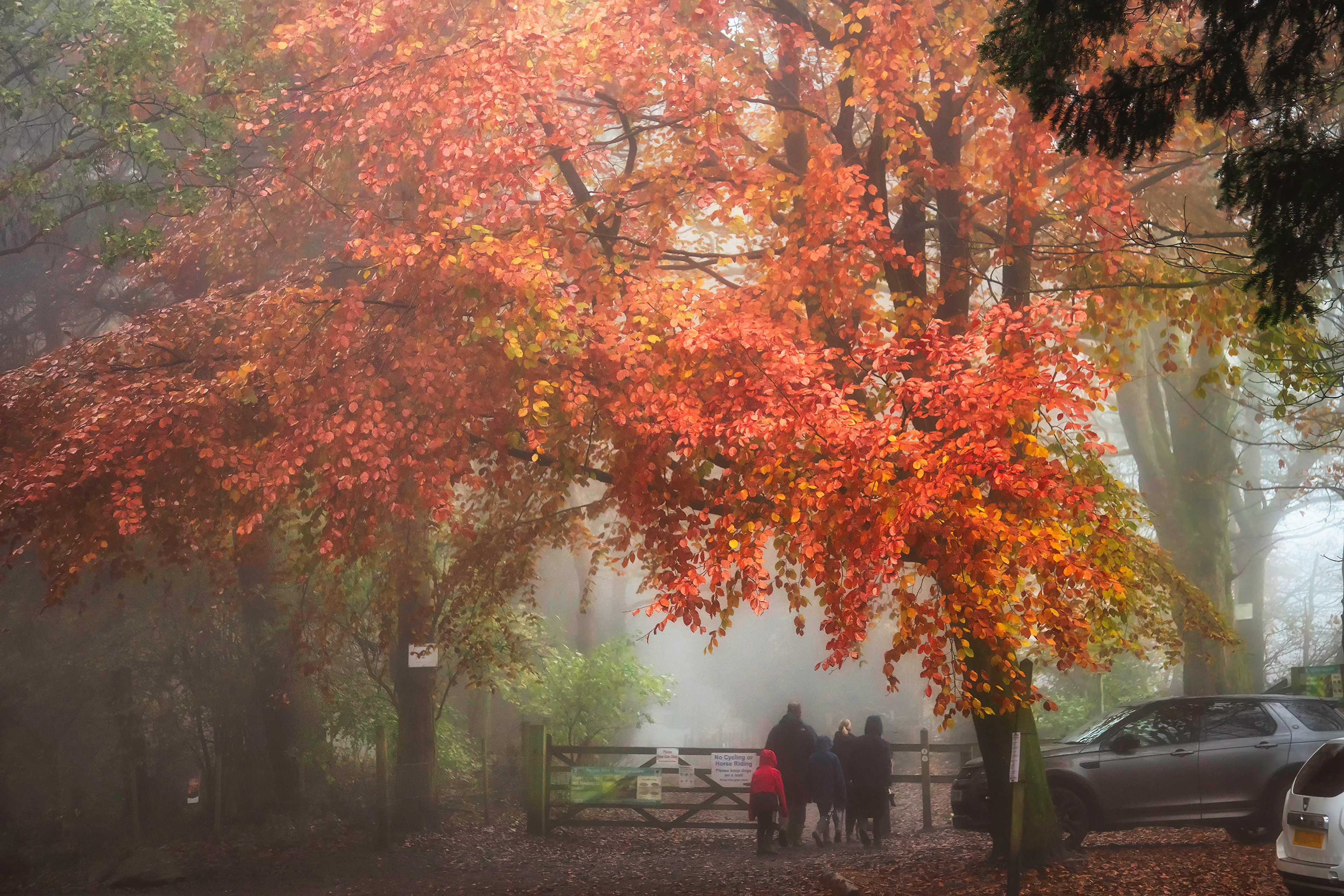 St Ives Estate - Autumn Mist
