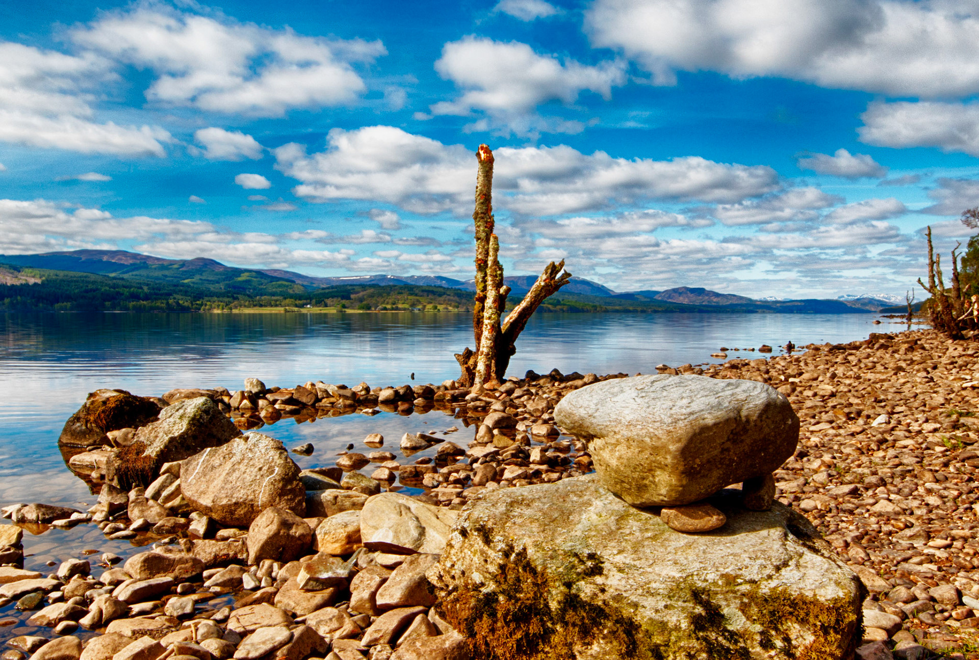Dead tree along the northern shore of Loch Rannoch, Scotland.