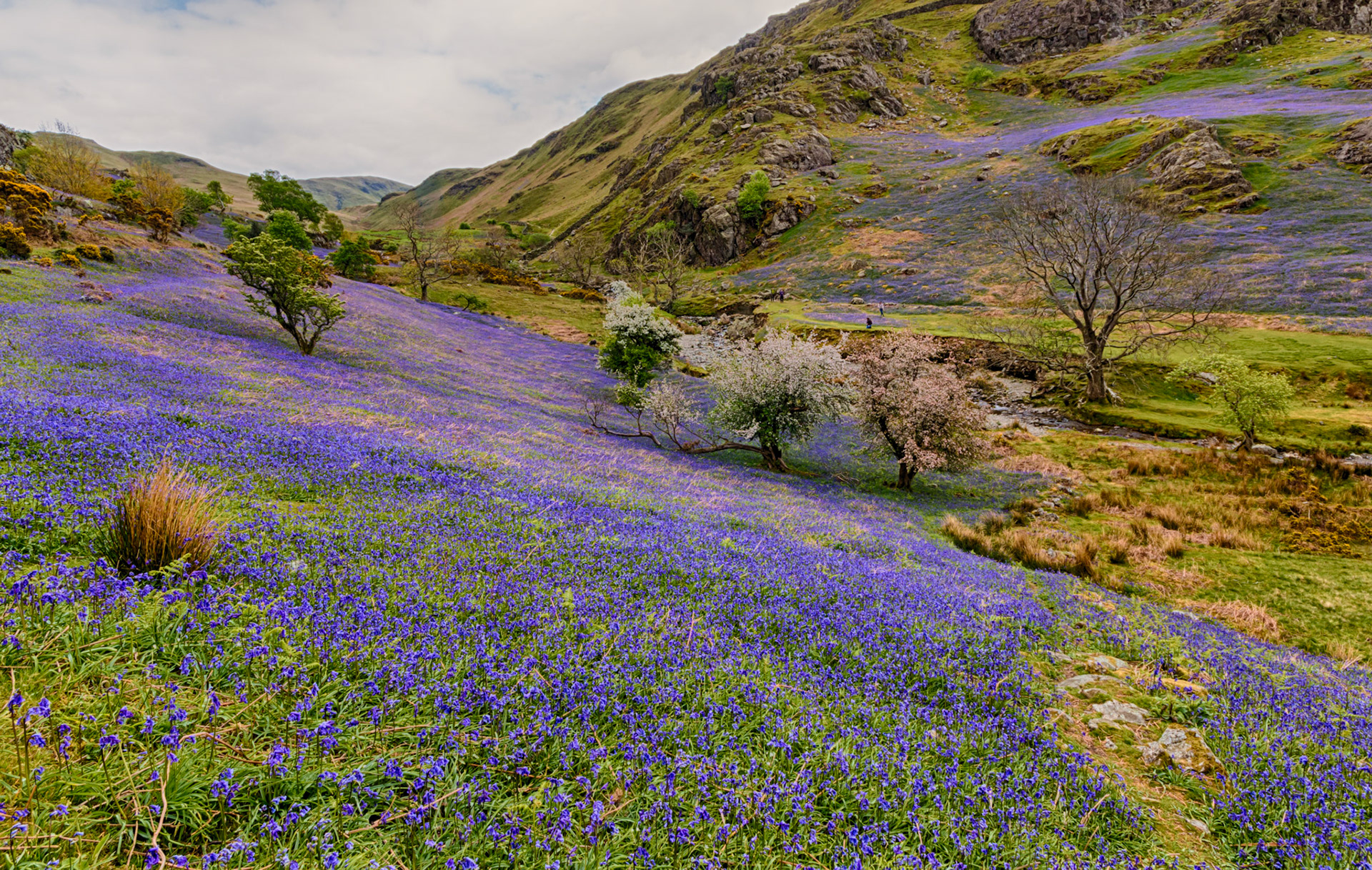 Rannerdale, a side valley running into Crummock Water in the English Lake District, offers up a spectacular bluebell display in May each year. 