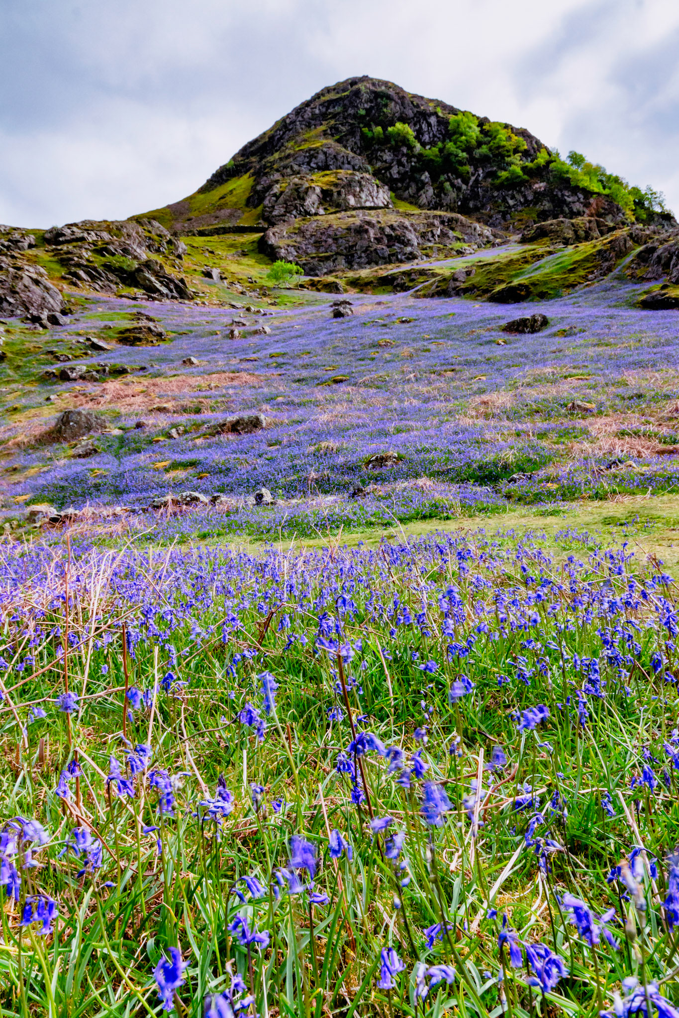 Rannerdale, a side valley running into Crummock Water in the English Lake District, offers up a spectacular bluebell display in May each year. 