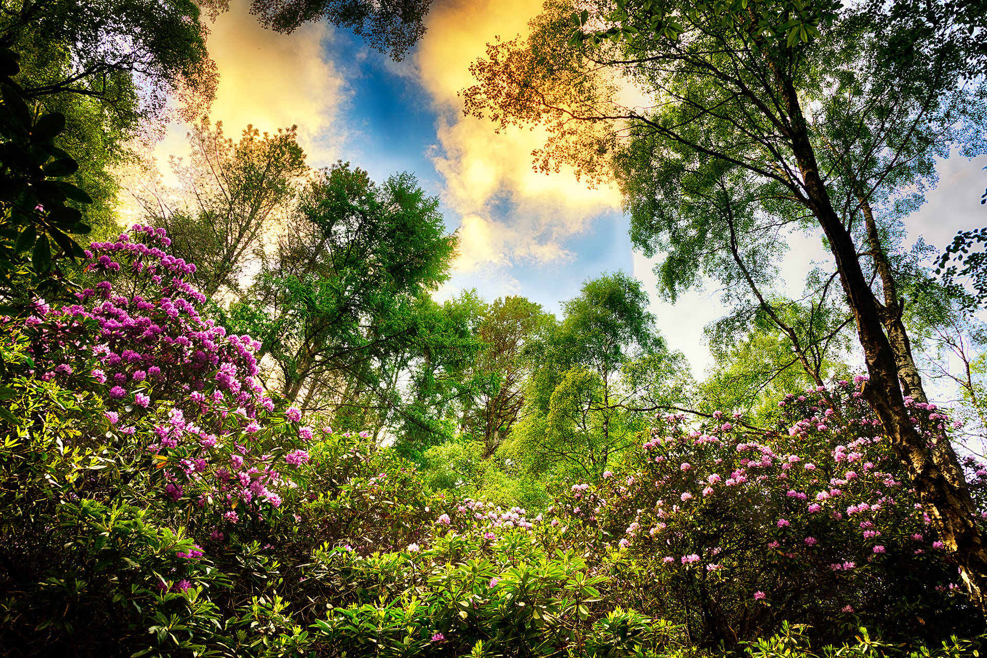 St Ives Estate - Rhododendrum Sunset