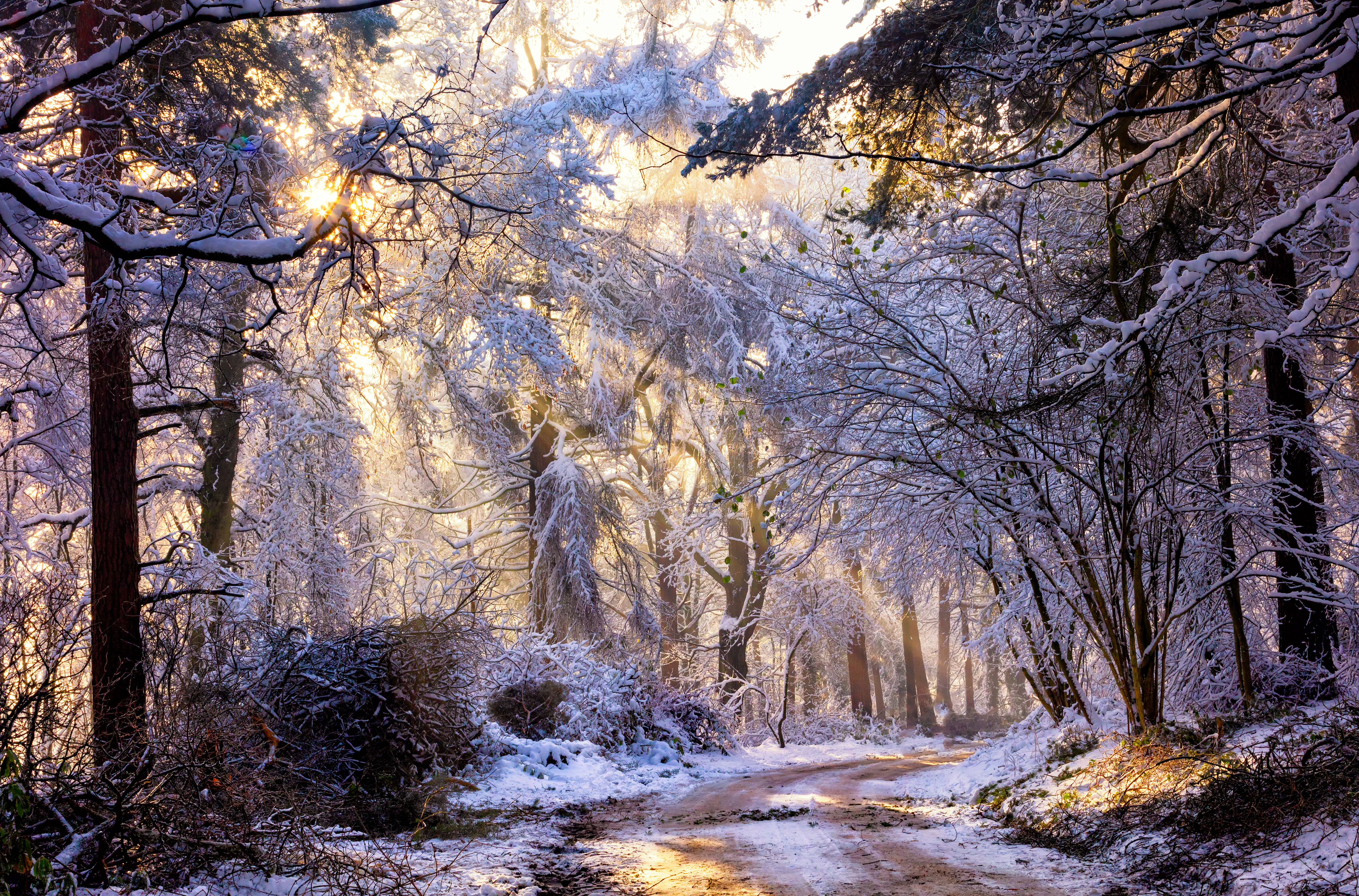 St Ives Estate - Sunbeams