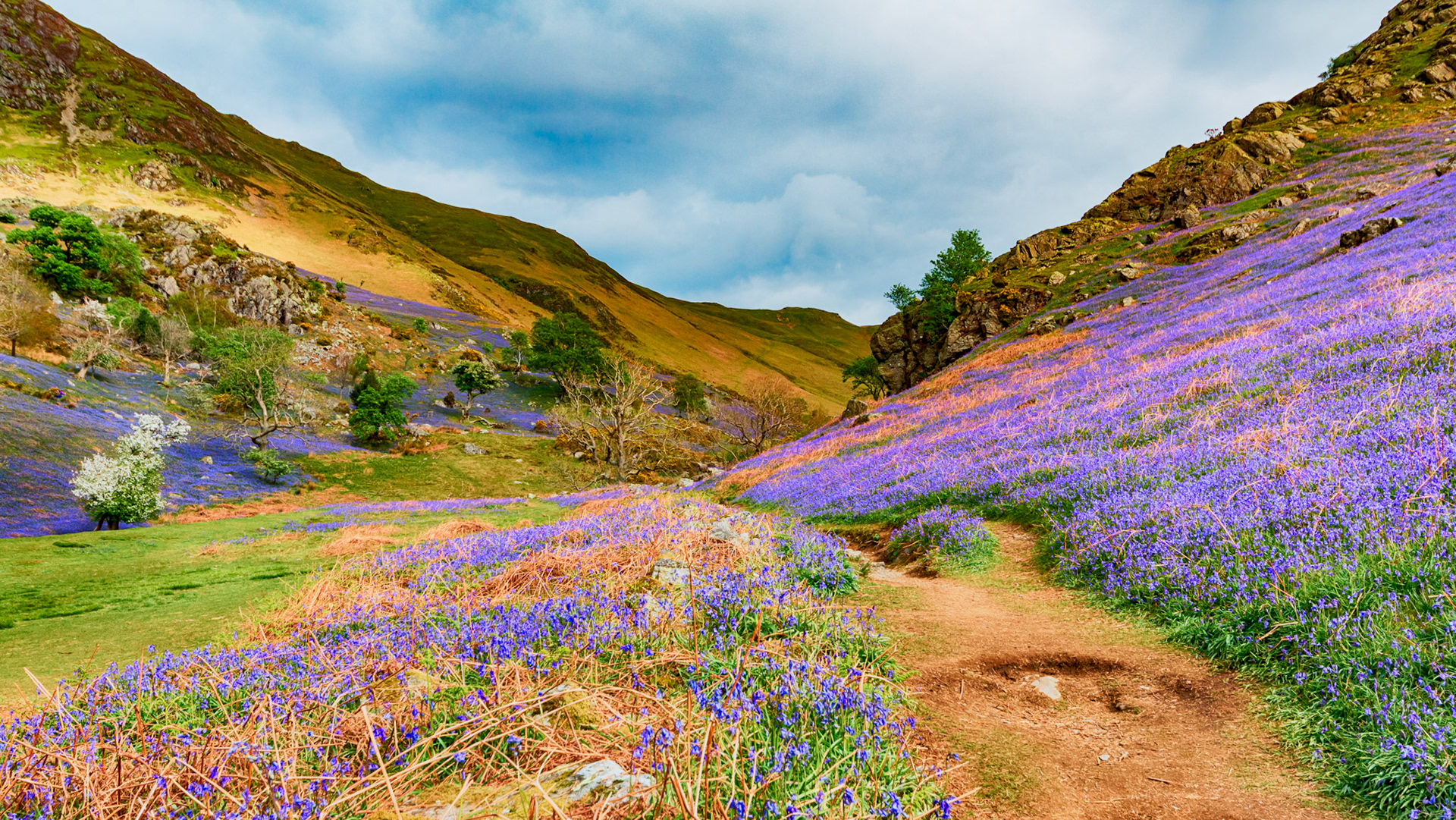 Rannerdale, a side valley running into Crummock Water in the English Lake District, offers up a spectacular bluebell display in May each year. 