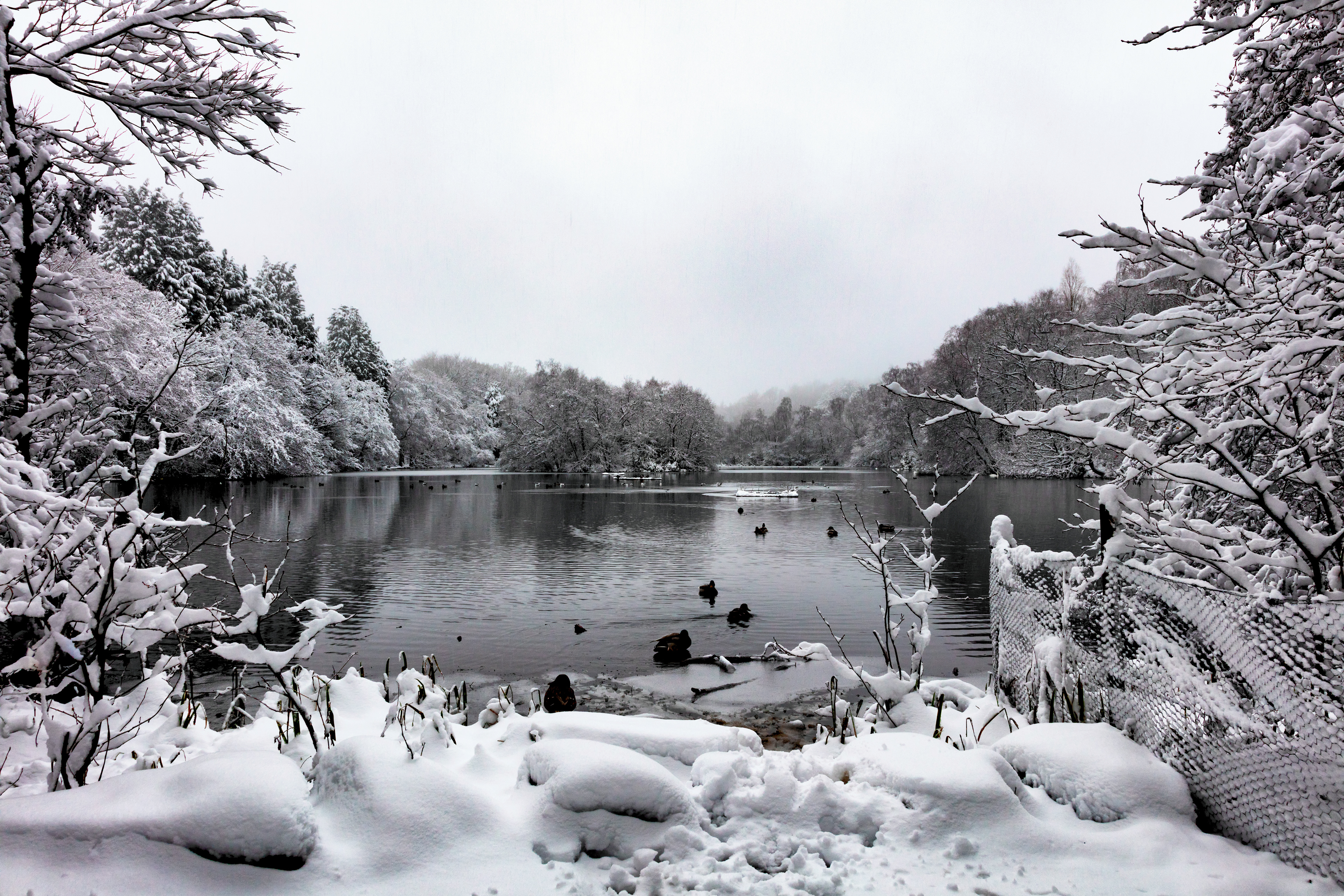 St Ives Estate - Coppice Pond Winter