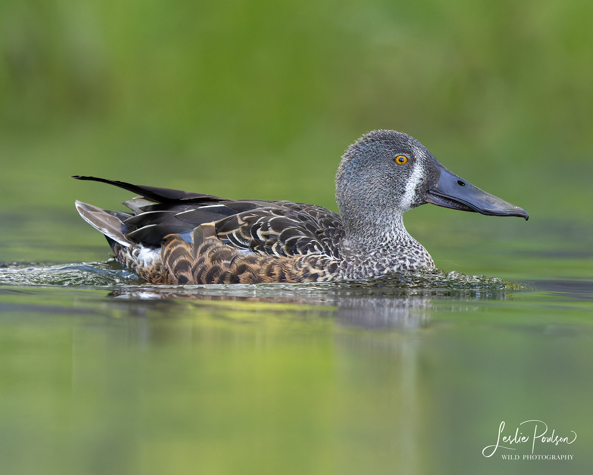 Kuruwhengi / Australasian Shoveler Female