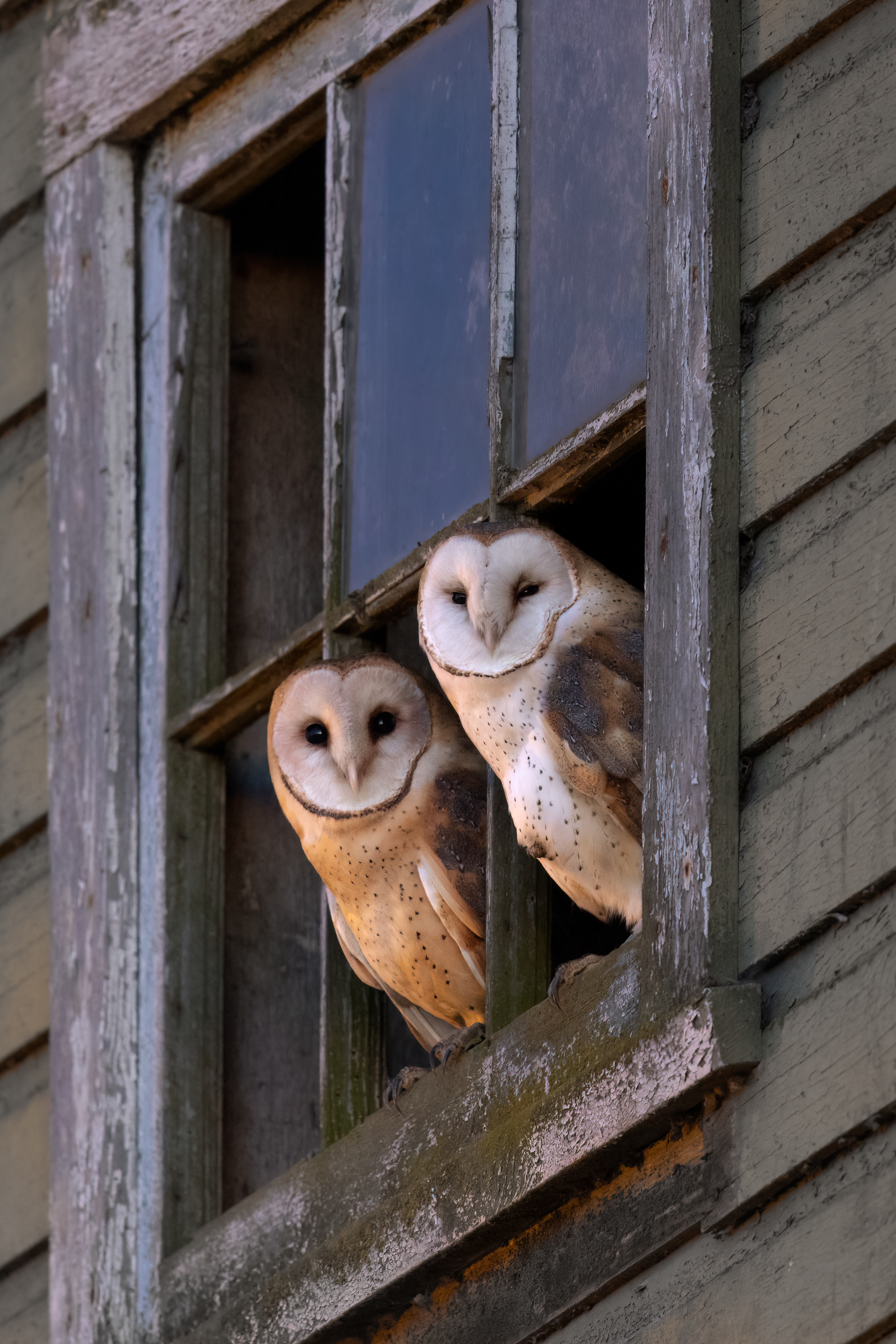 Barn Owl Pair