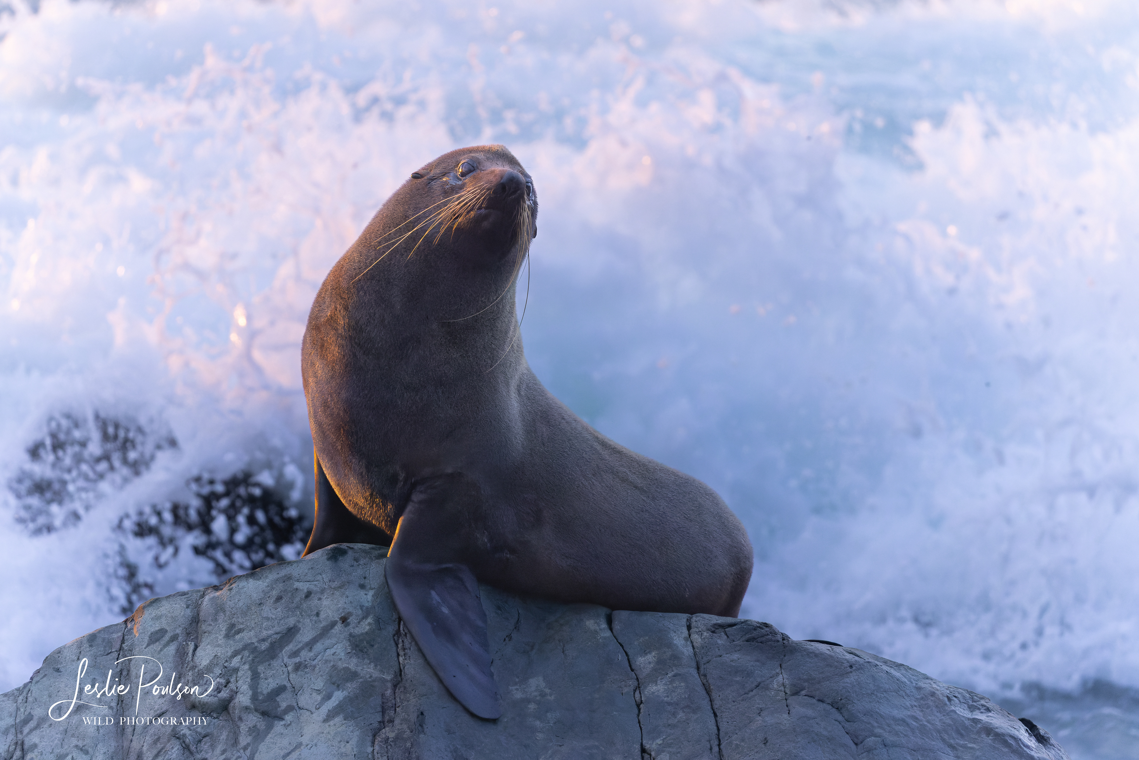 NZ Fur Seal at Sunrise