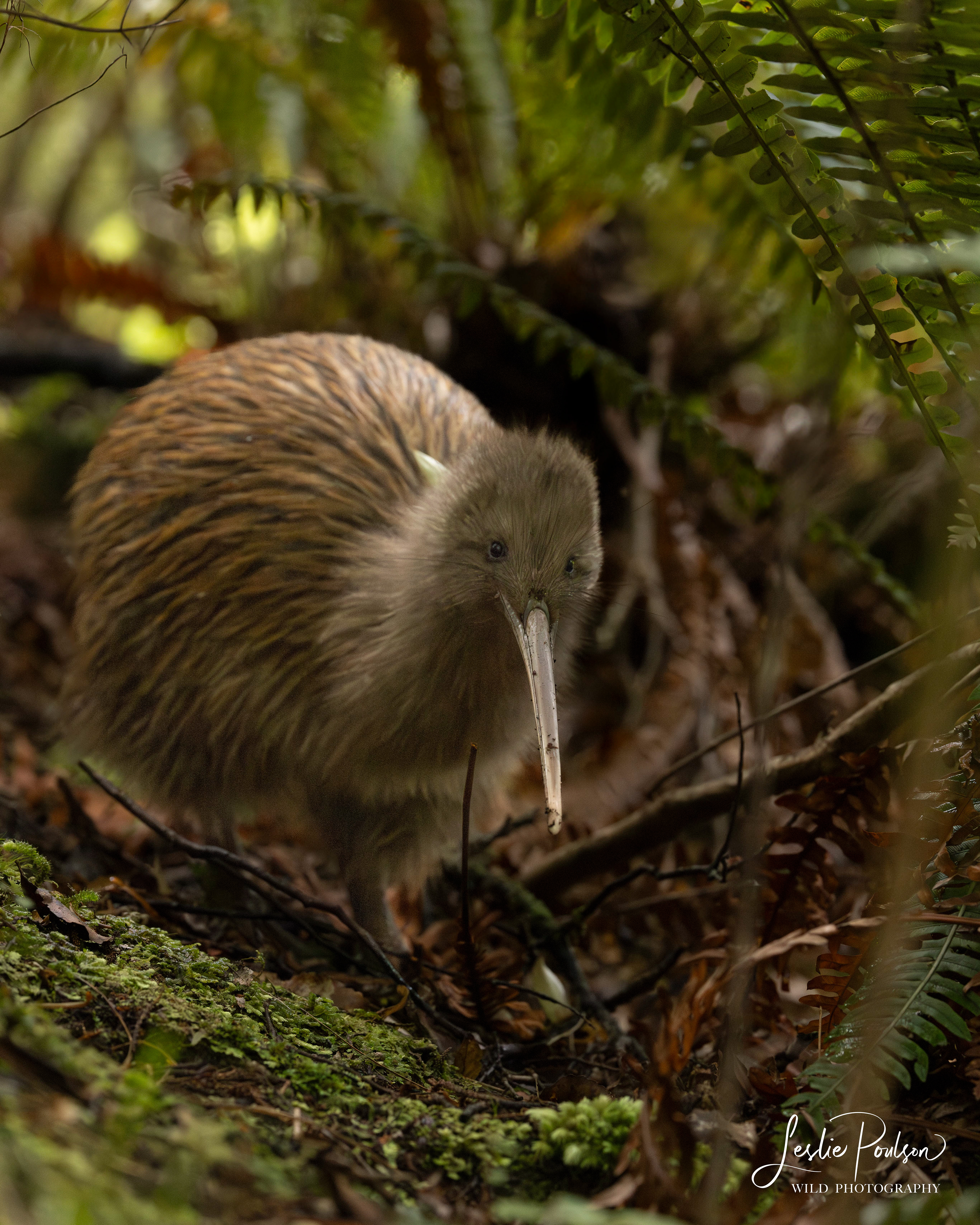 Kiwi - New Zealand