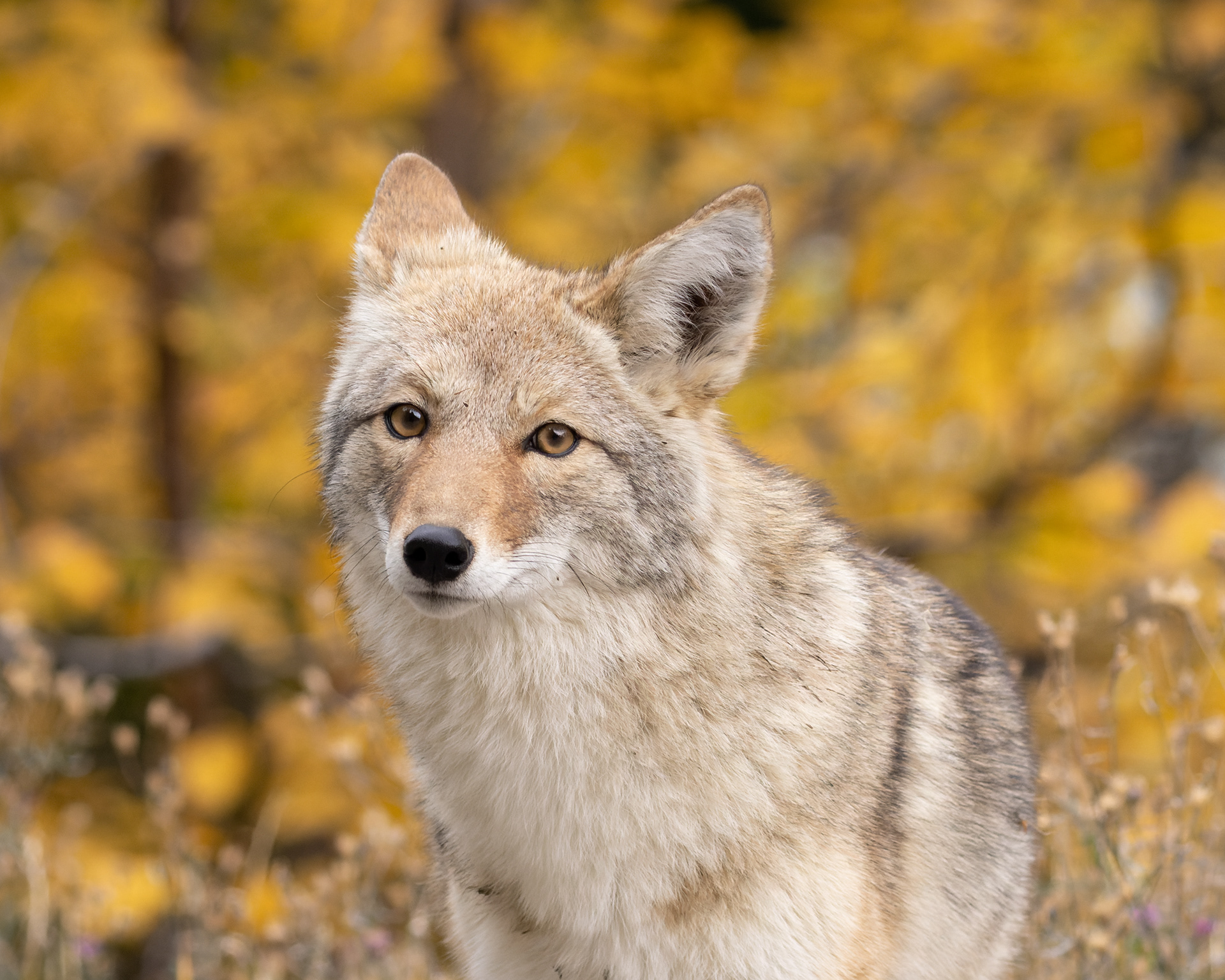 Autumn Coyote Portrait