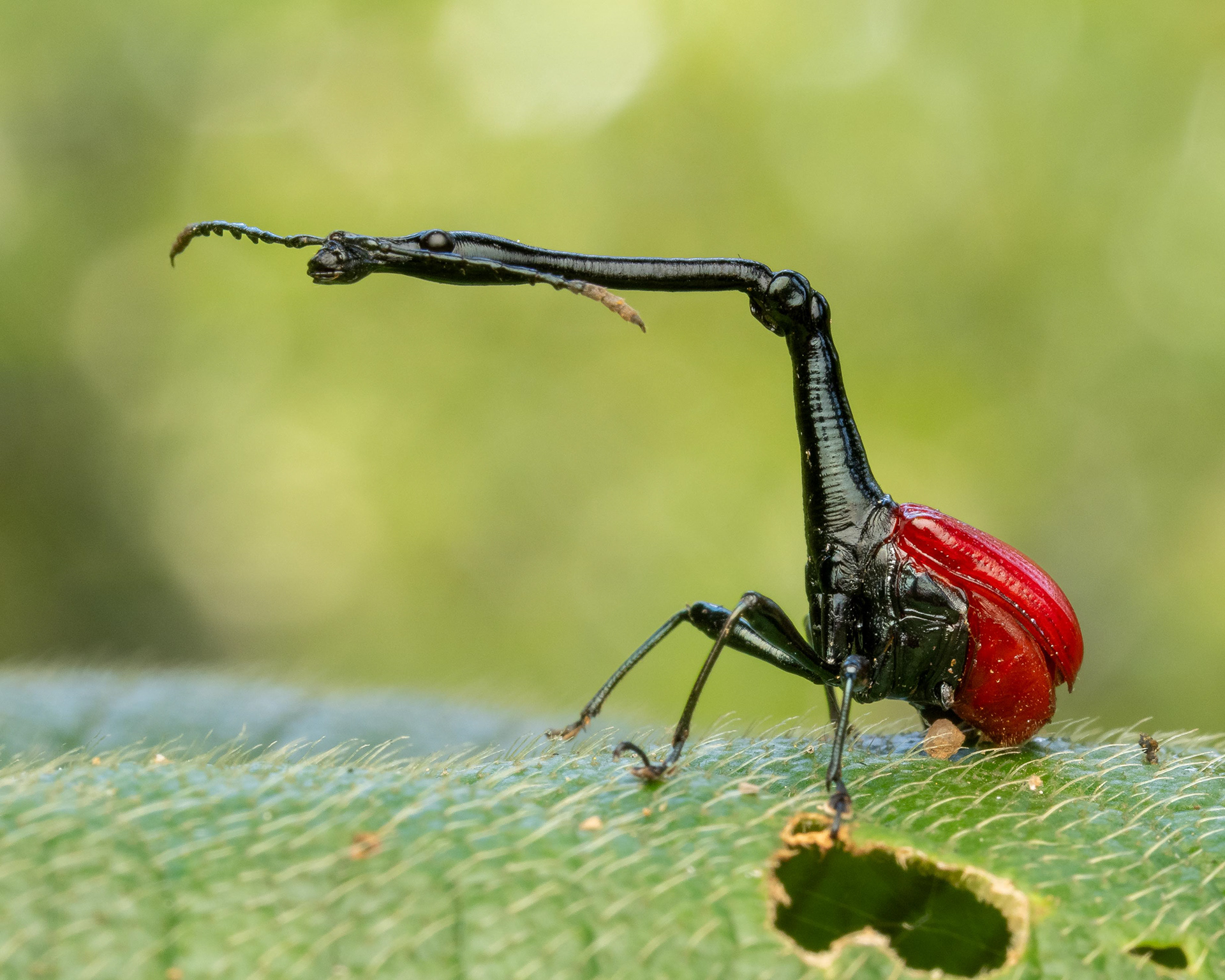 Giraffe Weevil - Madagascar