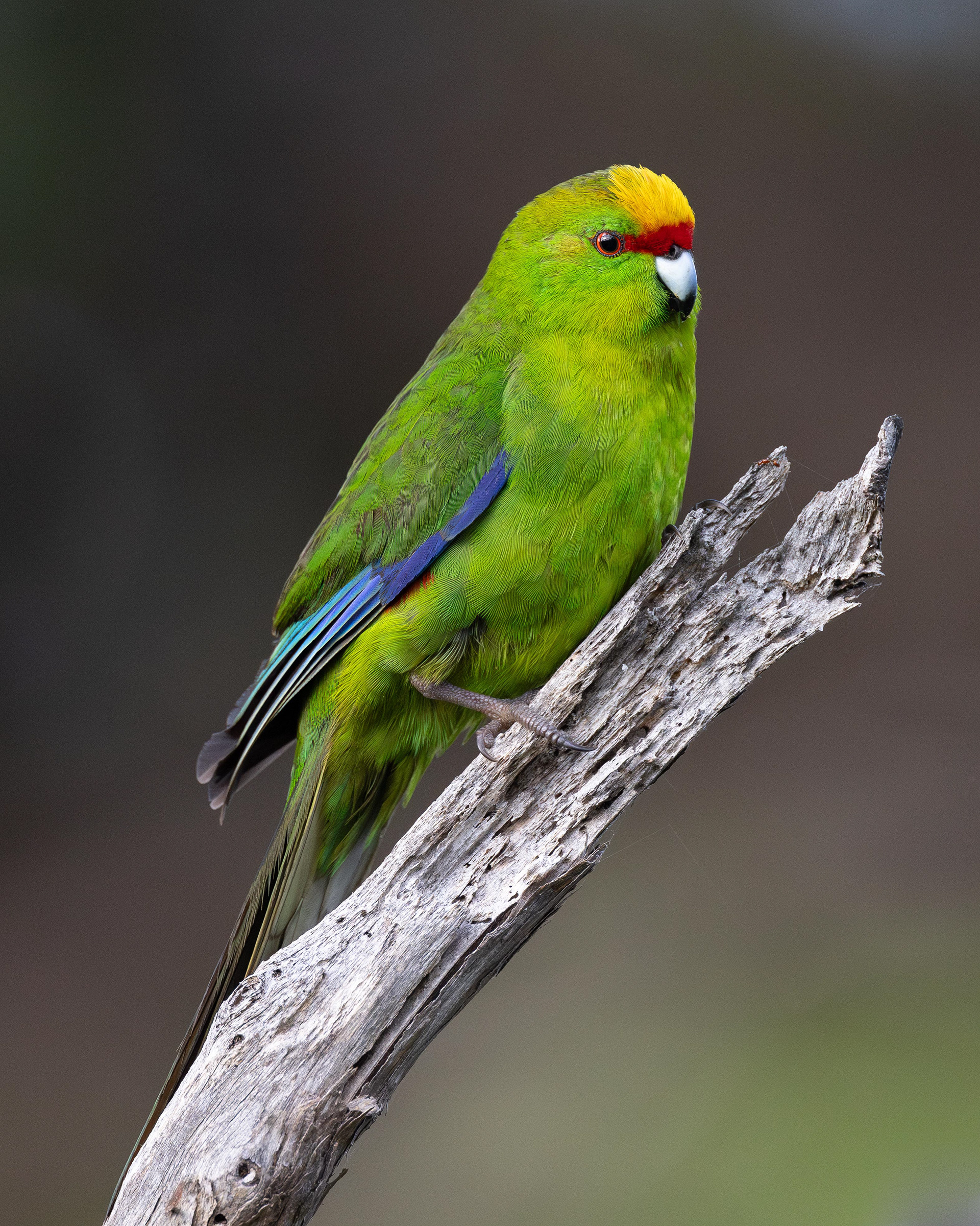 Kākāriki (yellow-crowned parakeet) - New Zealand