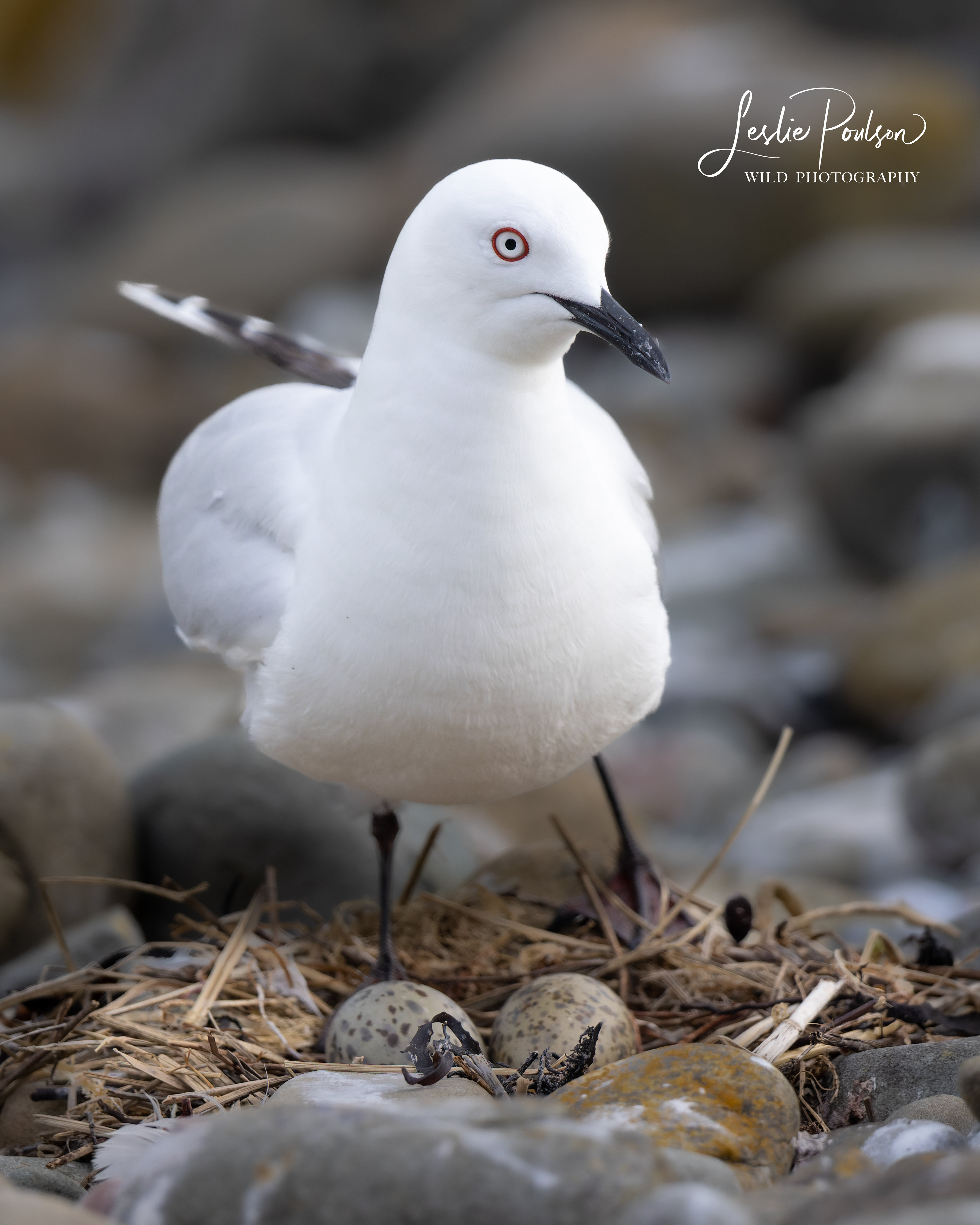 Critically Endangered Tarāpuka / Black-billed Gull at it's nest