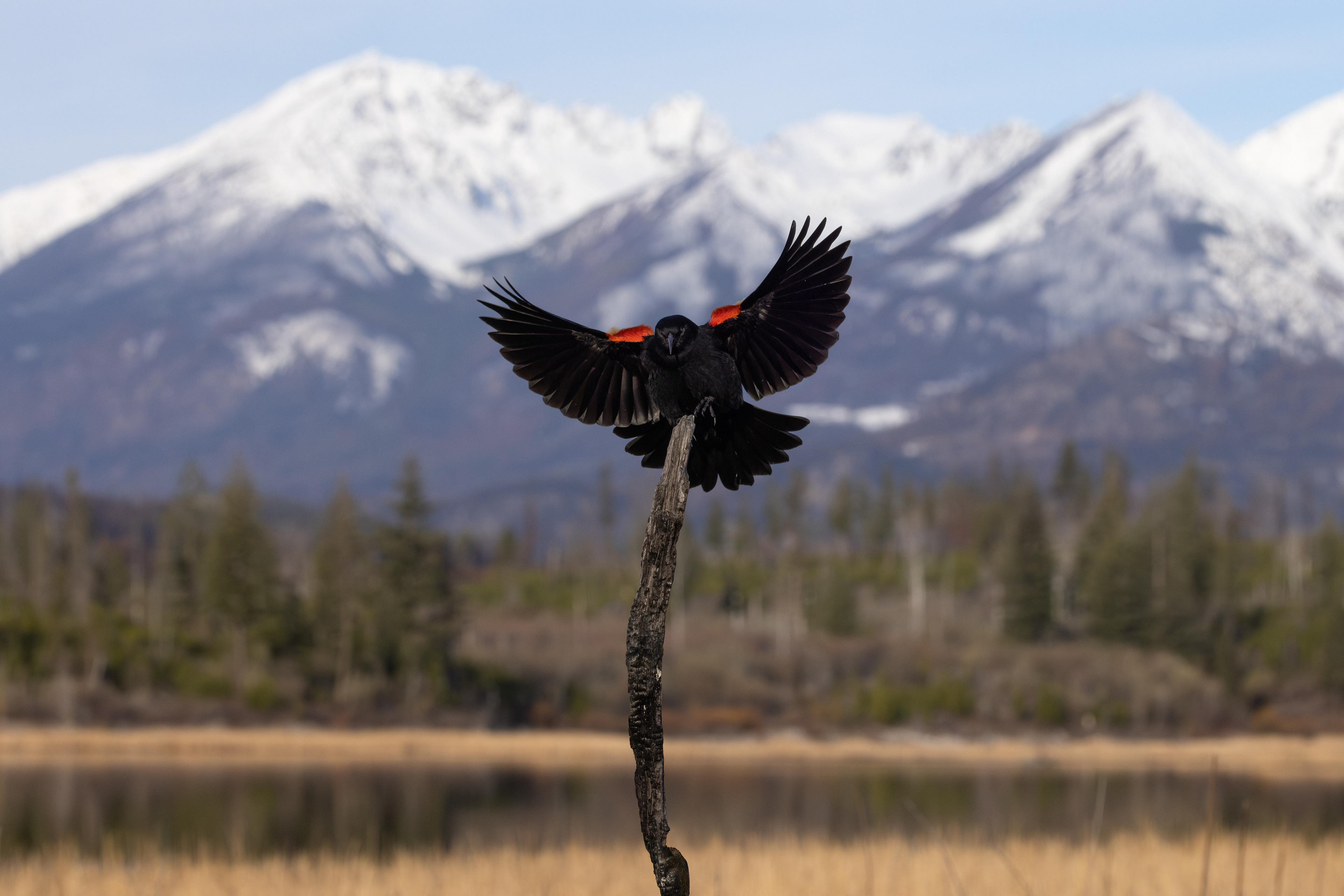 Red-Winged Blackbird