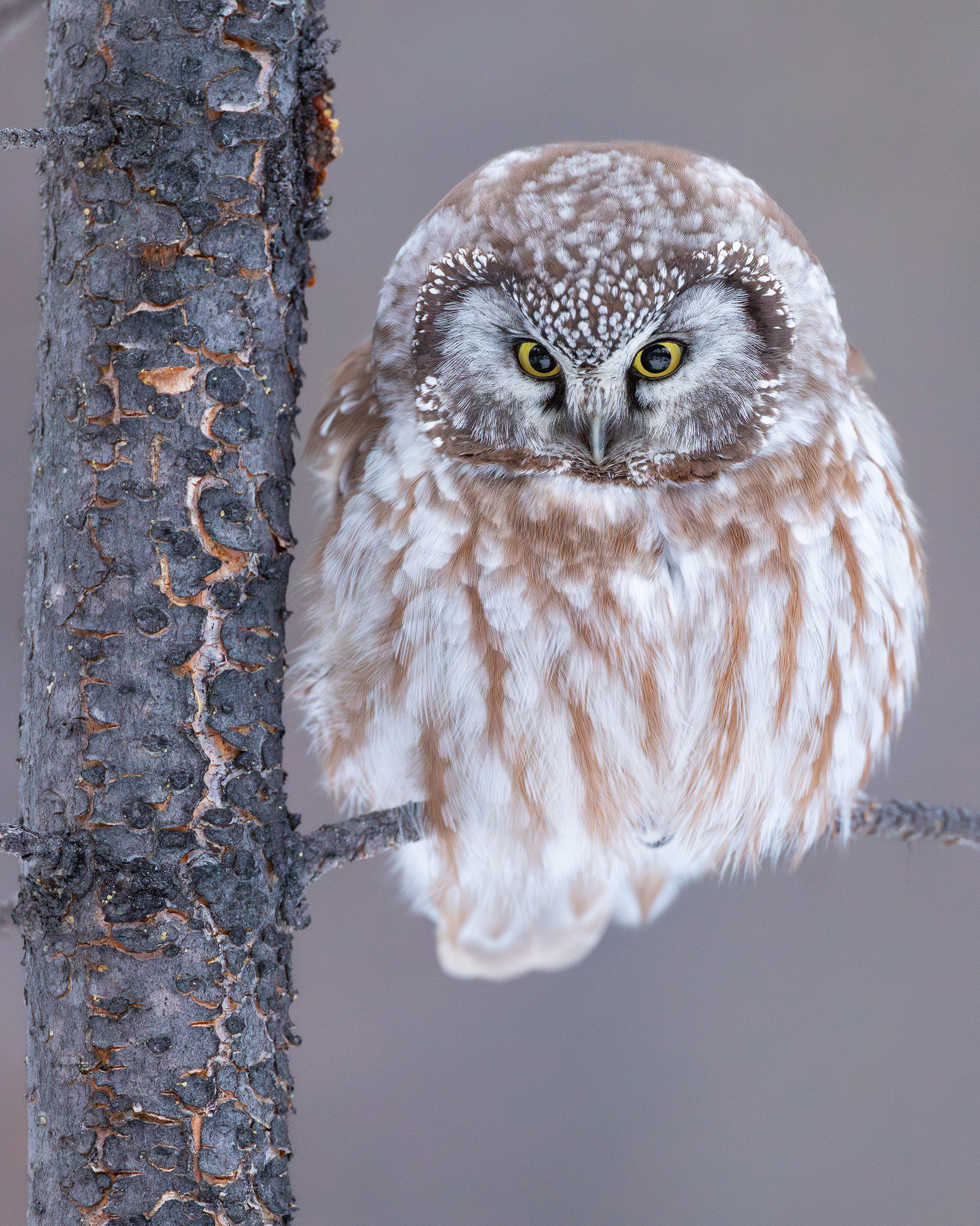 Boreal Owl