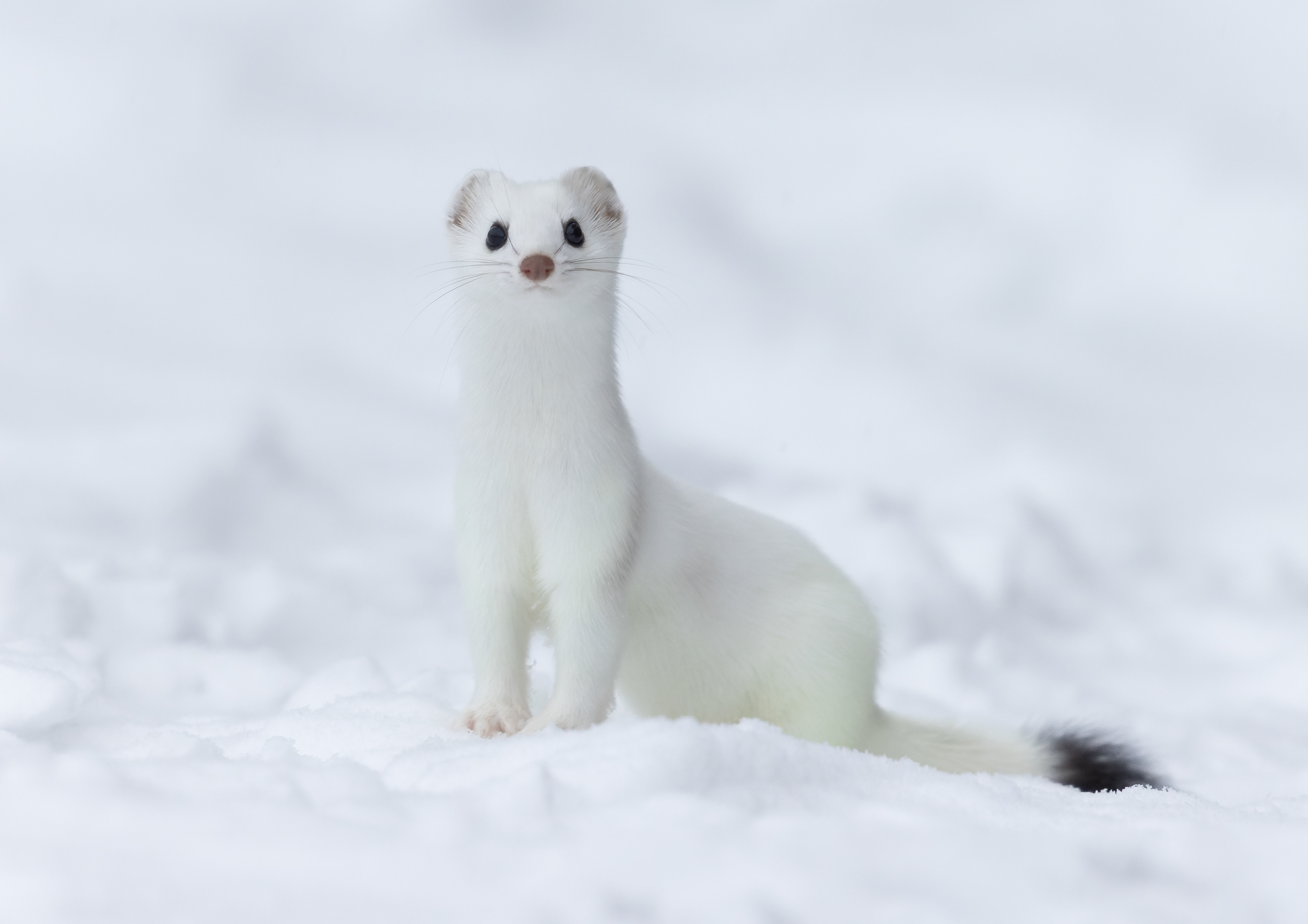 Weasel - Canada