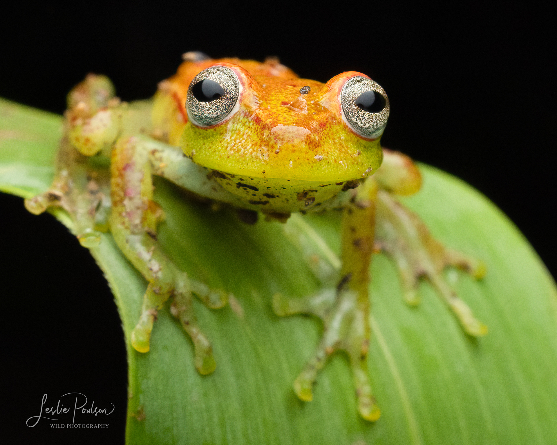 Frog - Bolivia