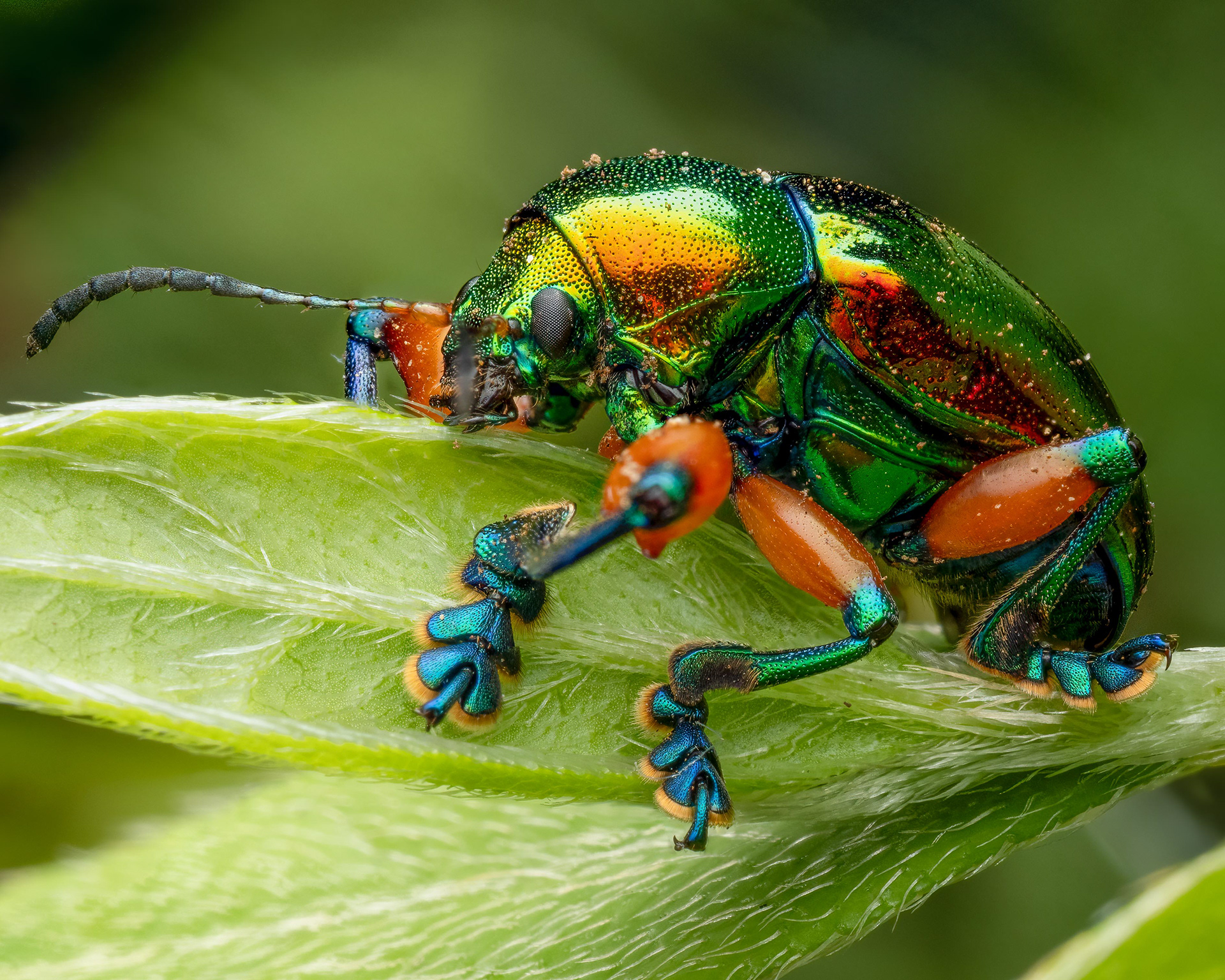 Leaf Beetle - Madagascar