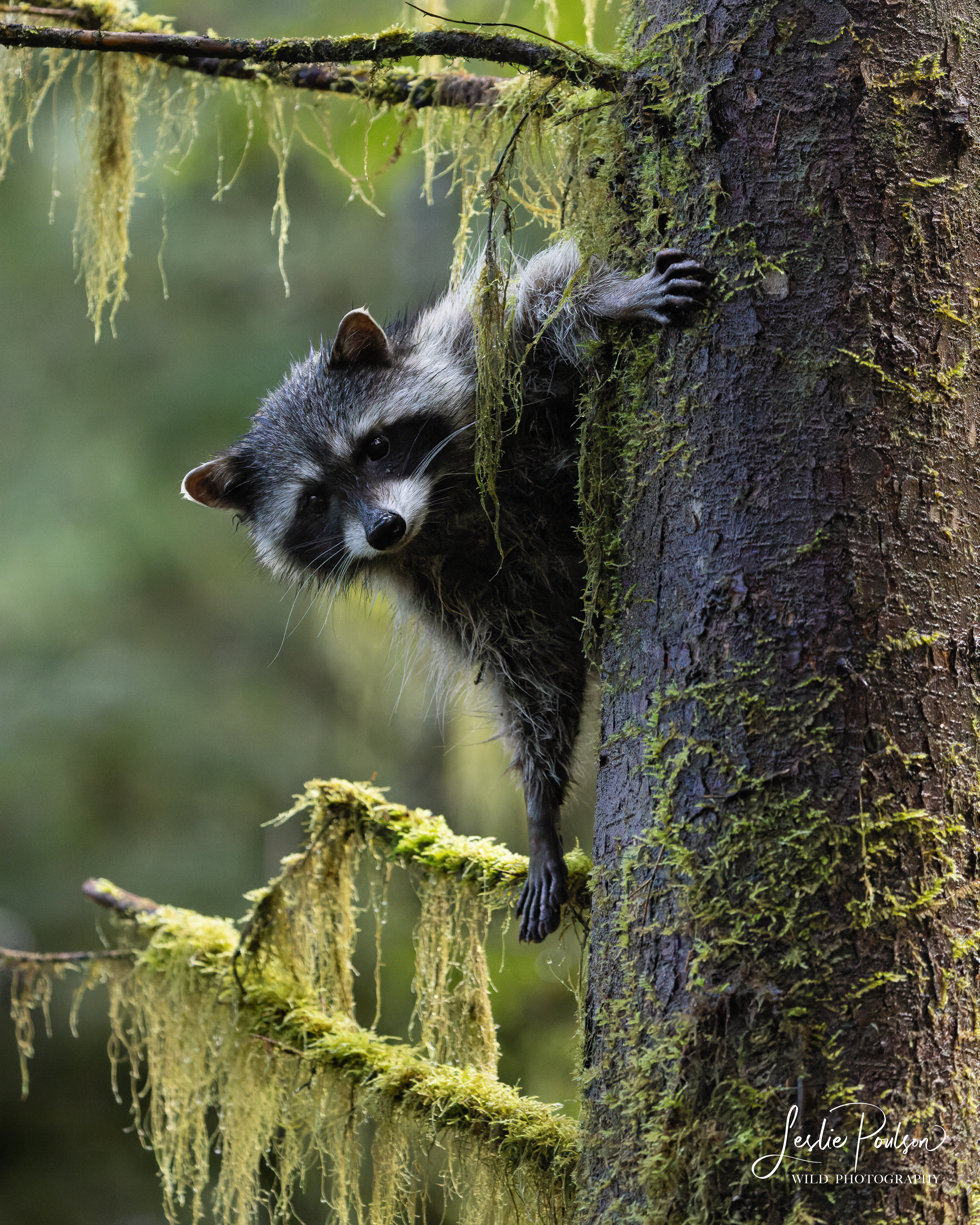 Raccoon - Canada