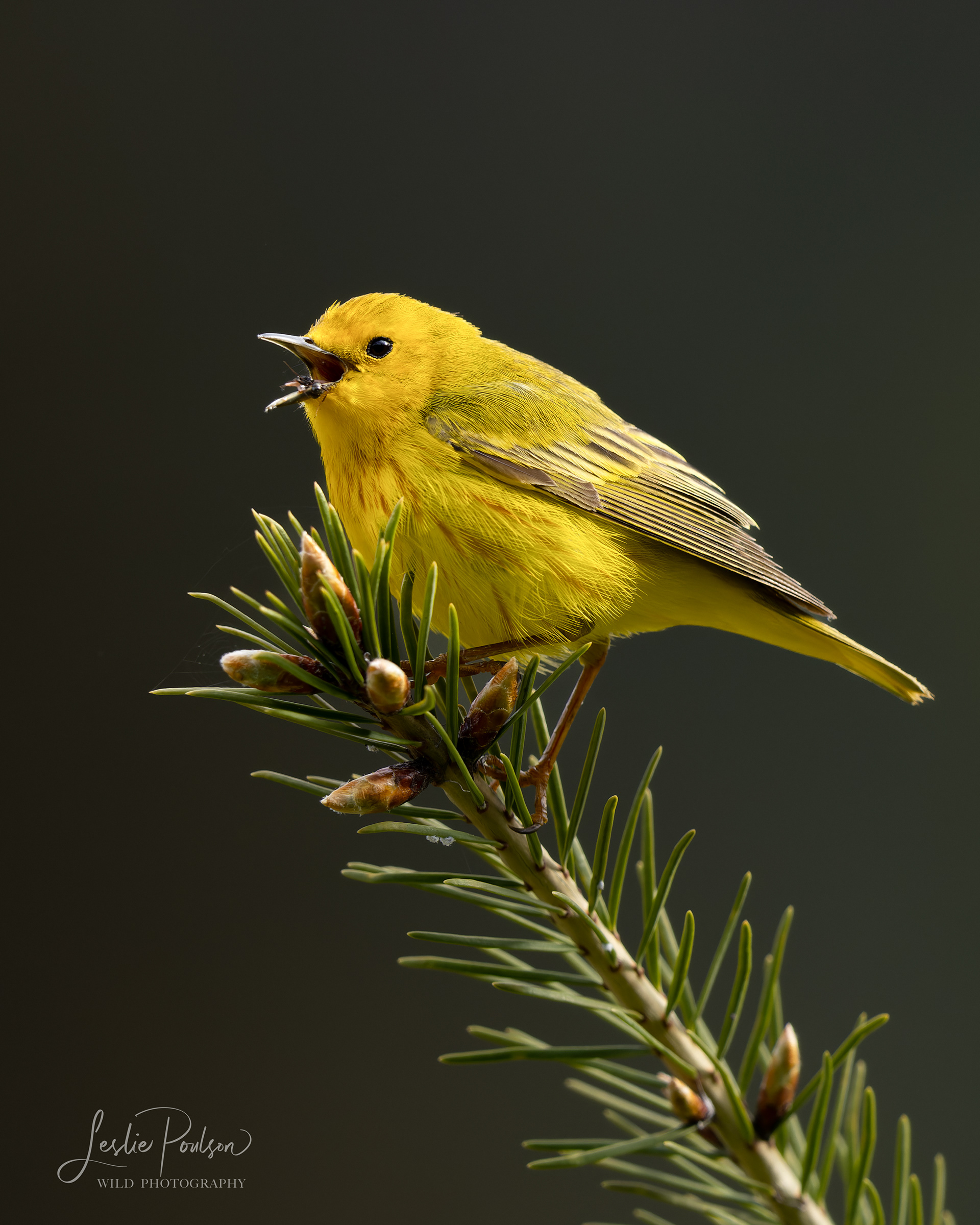 Yellow Warbler - Canada