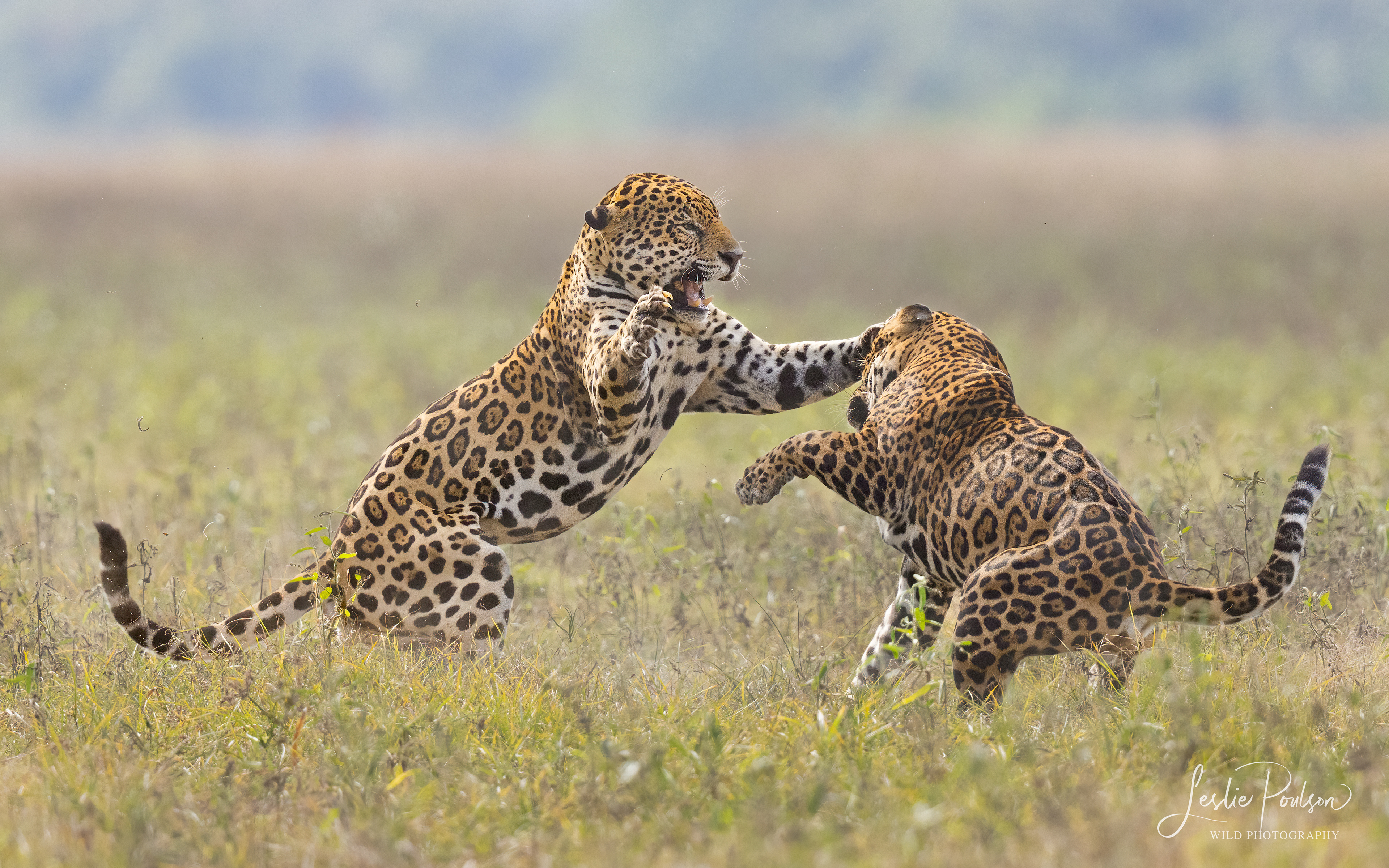 Jaguars - Bolivia