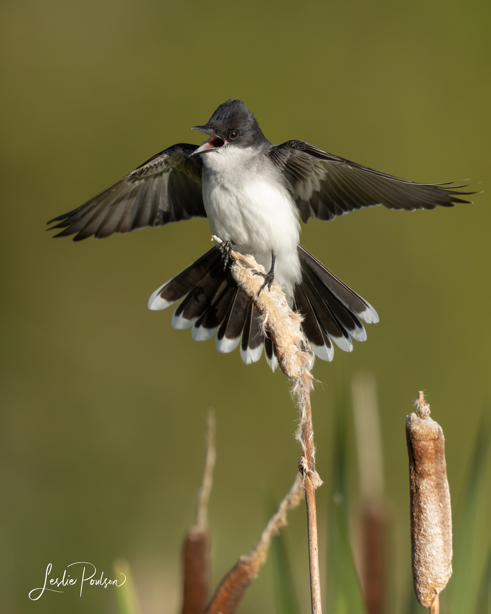 Eastern Kingbird - Canada