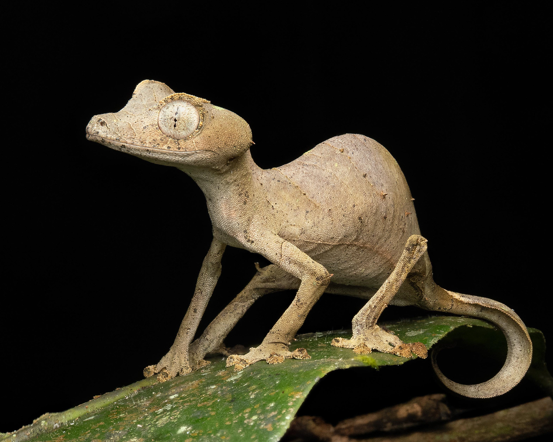Satanic Leaf-Tailed Gecko - Madagascar