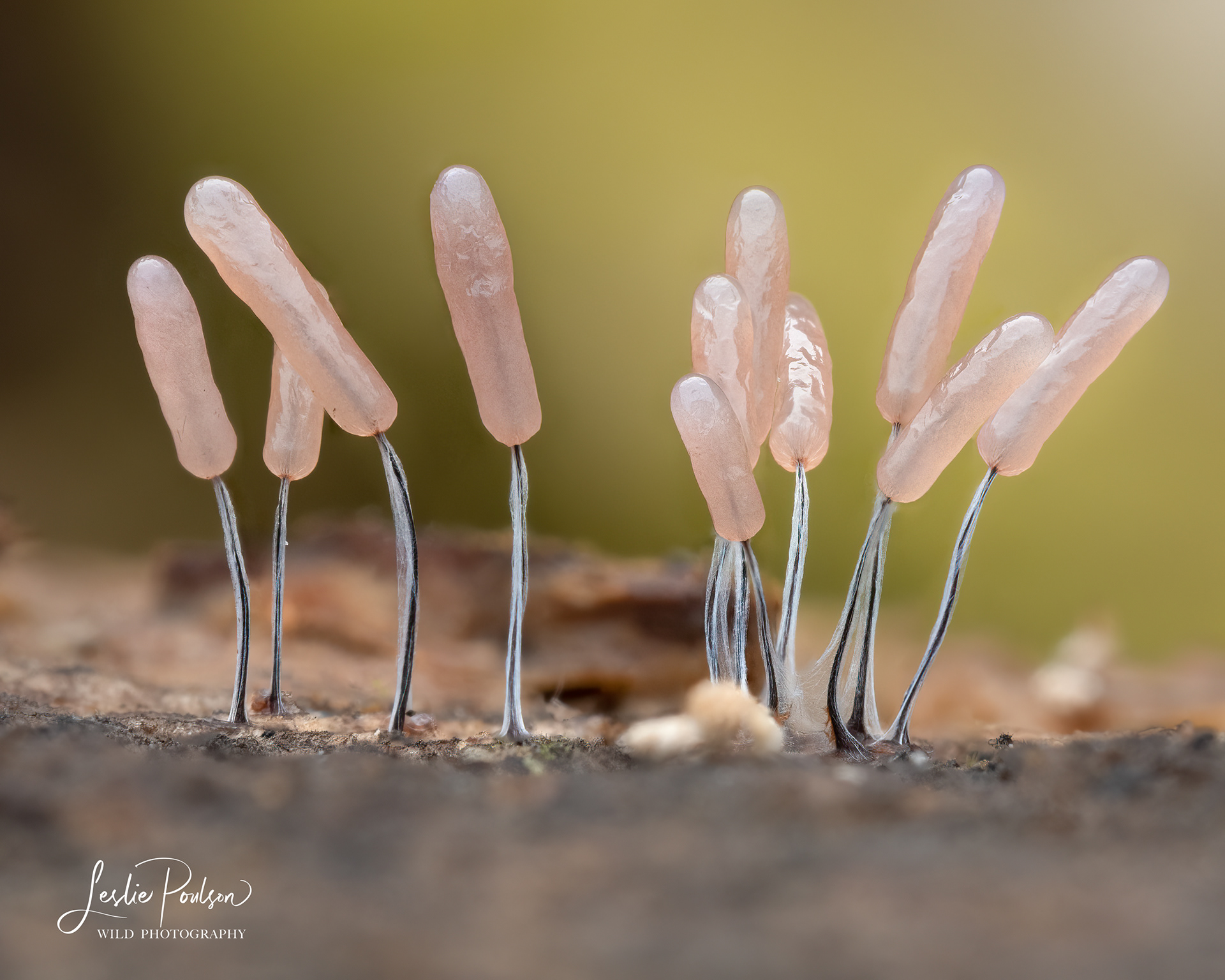 Stemonitis sp. Slime Mold