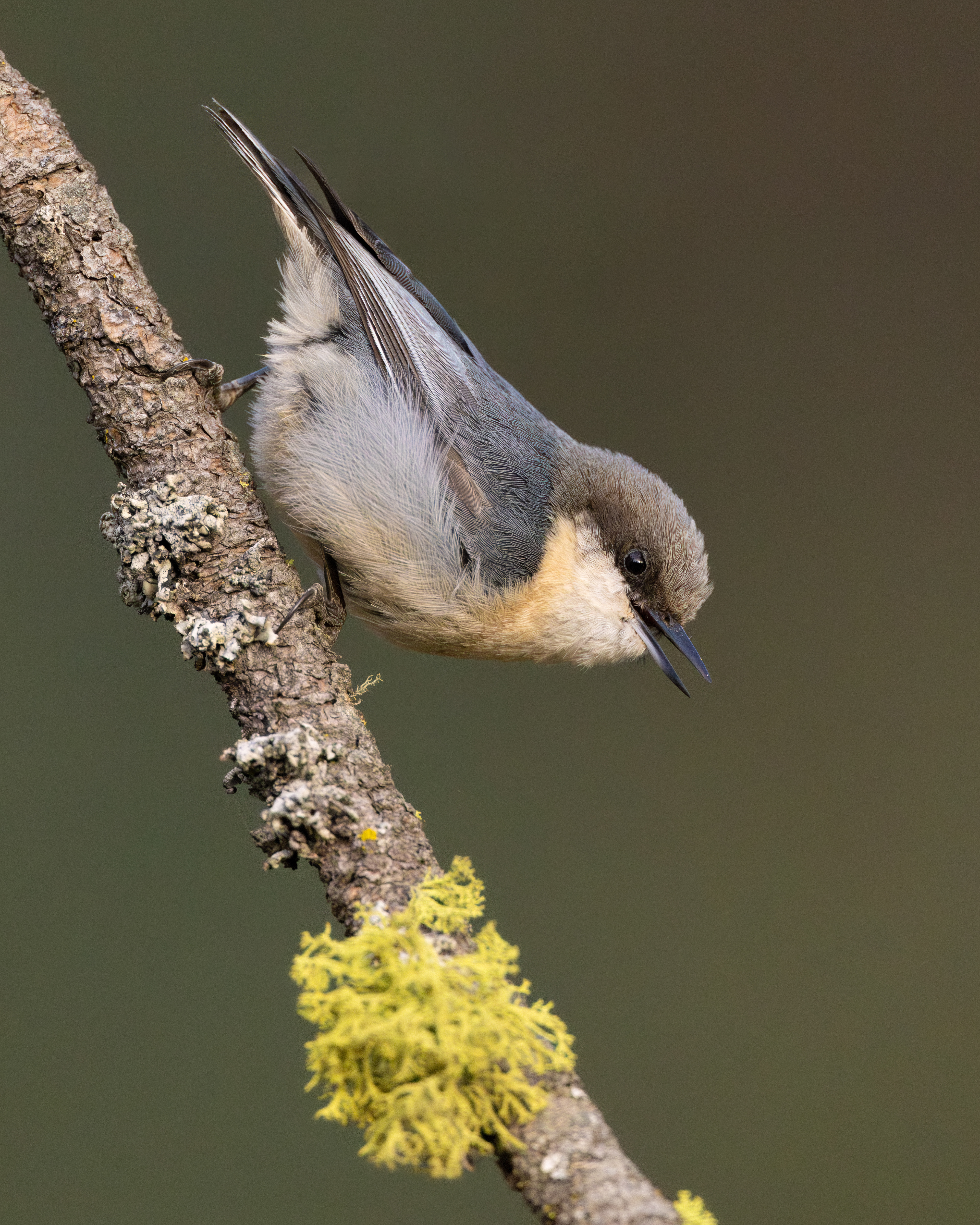 Pygmy Nuthatch