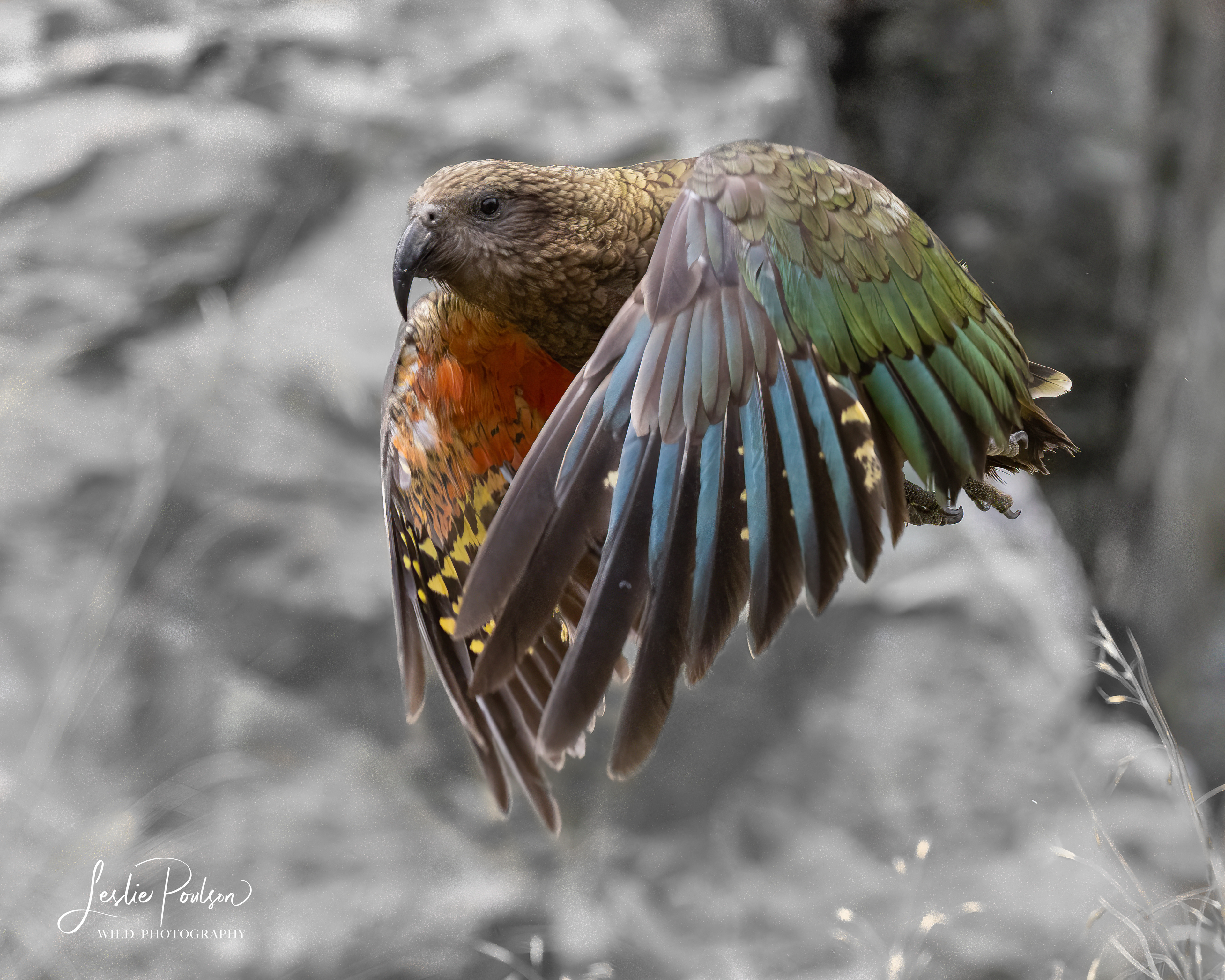 Kea