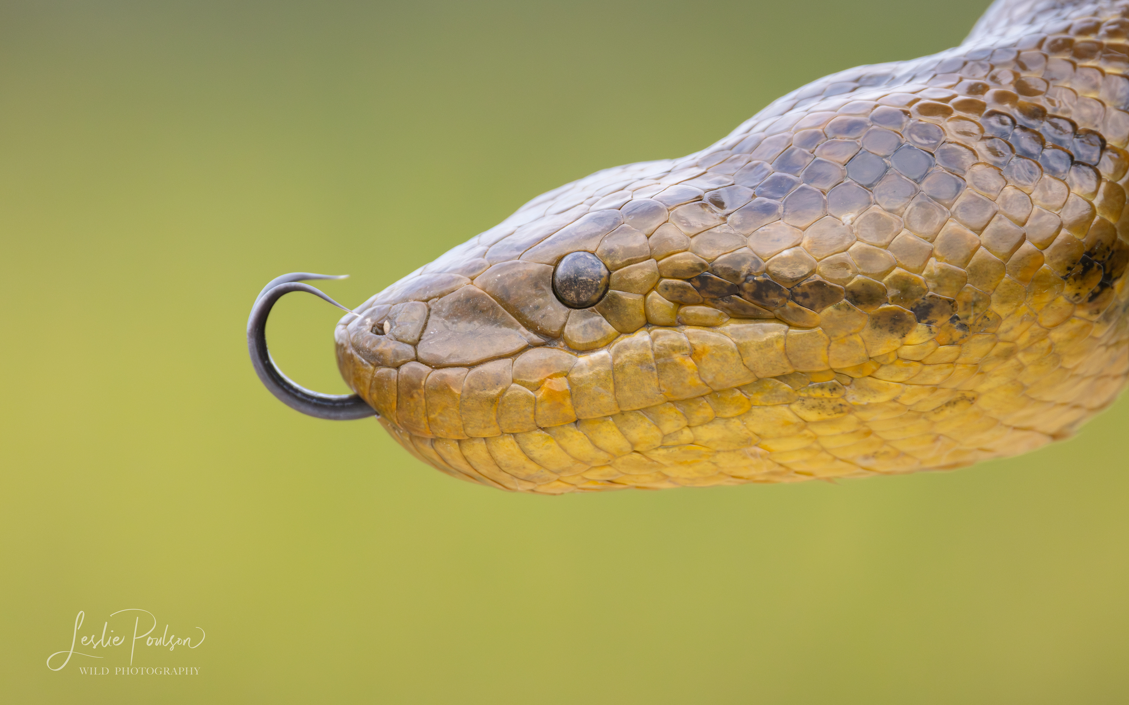 Anaconda - Bolivia