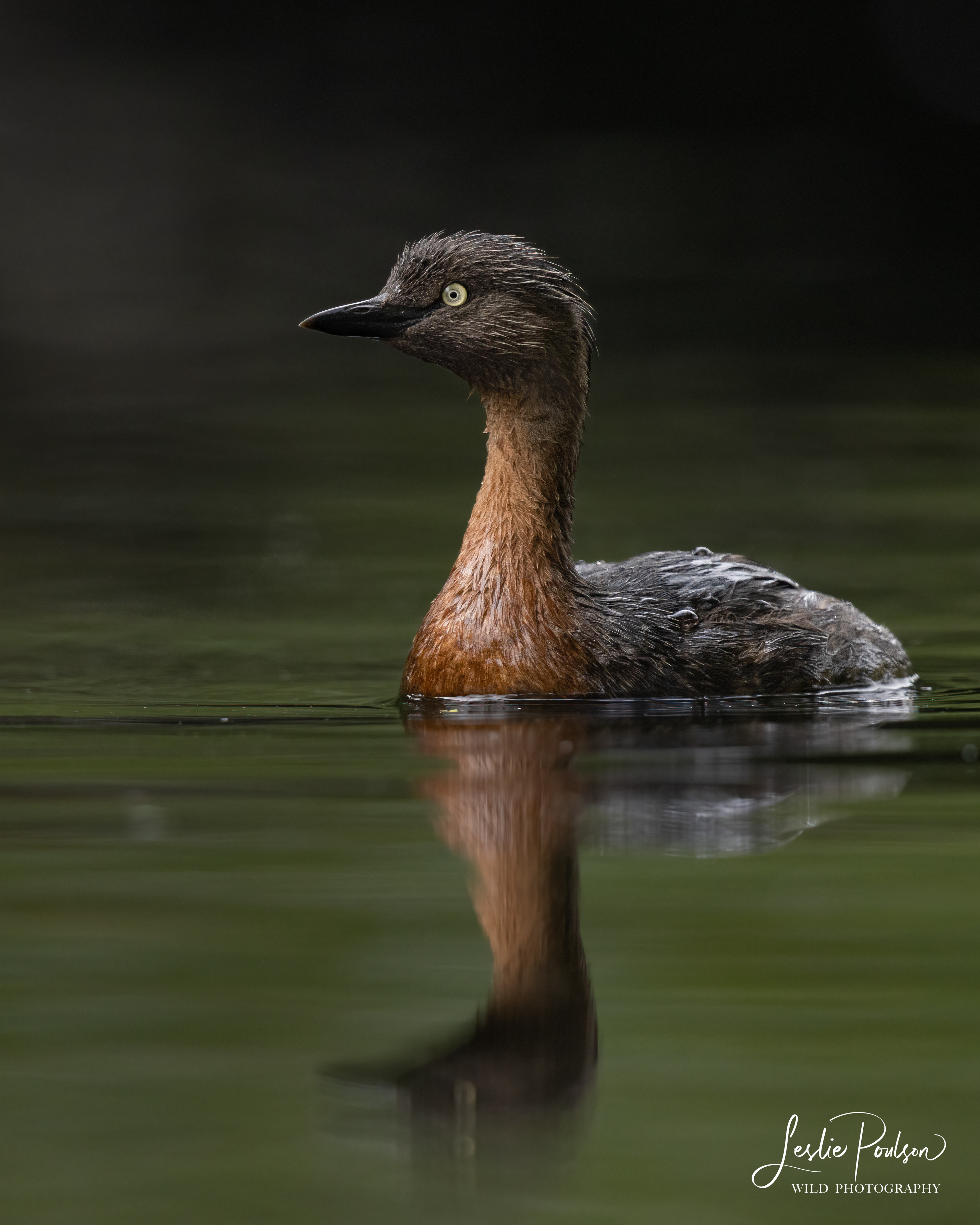 NZ Dabchick Portrait